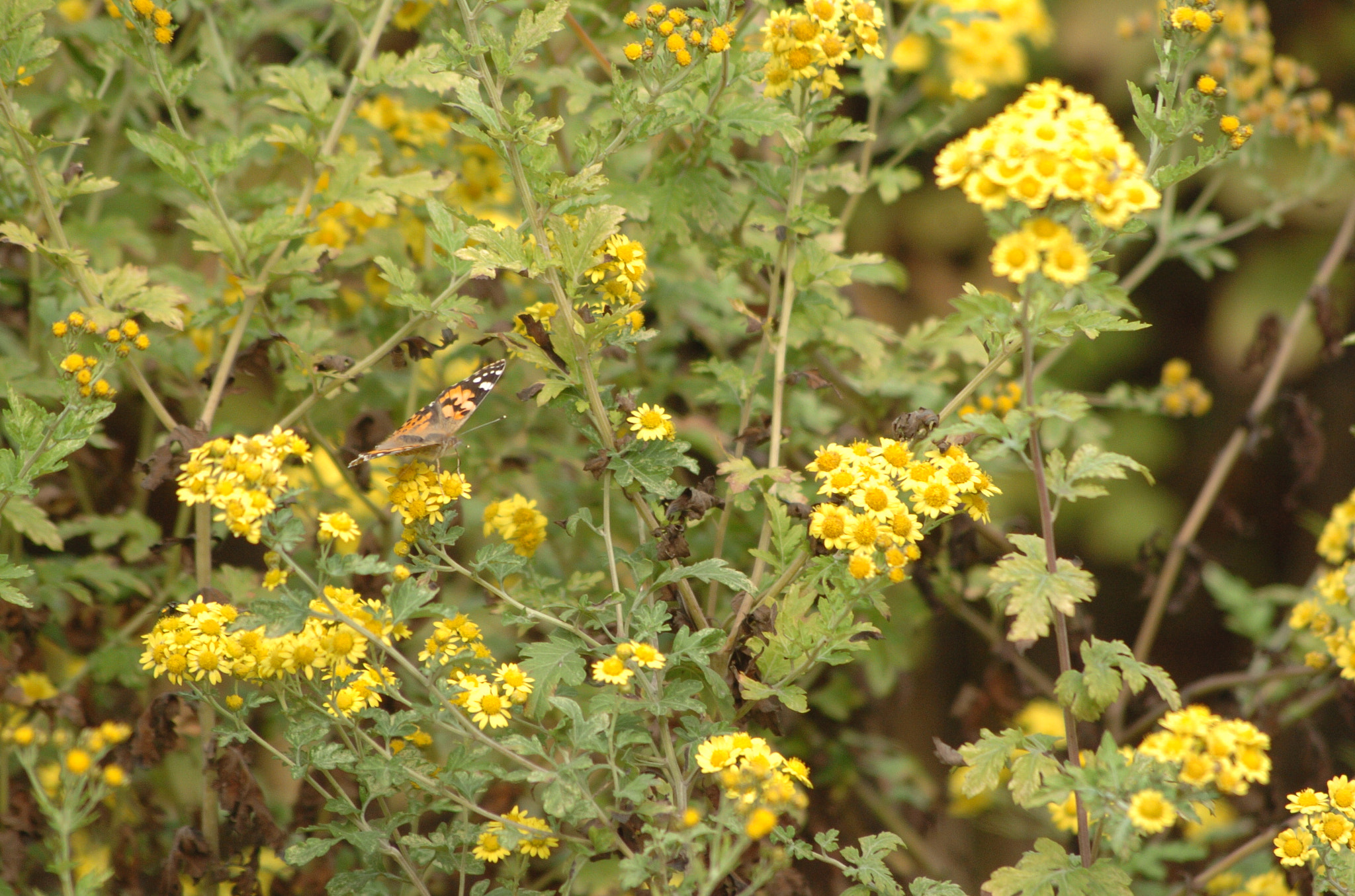 Nikon D2H + Sigma 70-300mm F4-5.6 APO Macro Super II sample photo. Park photography