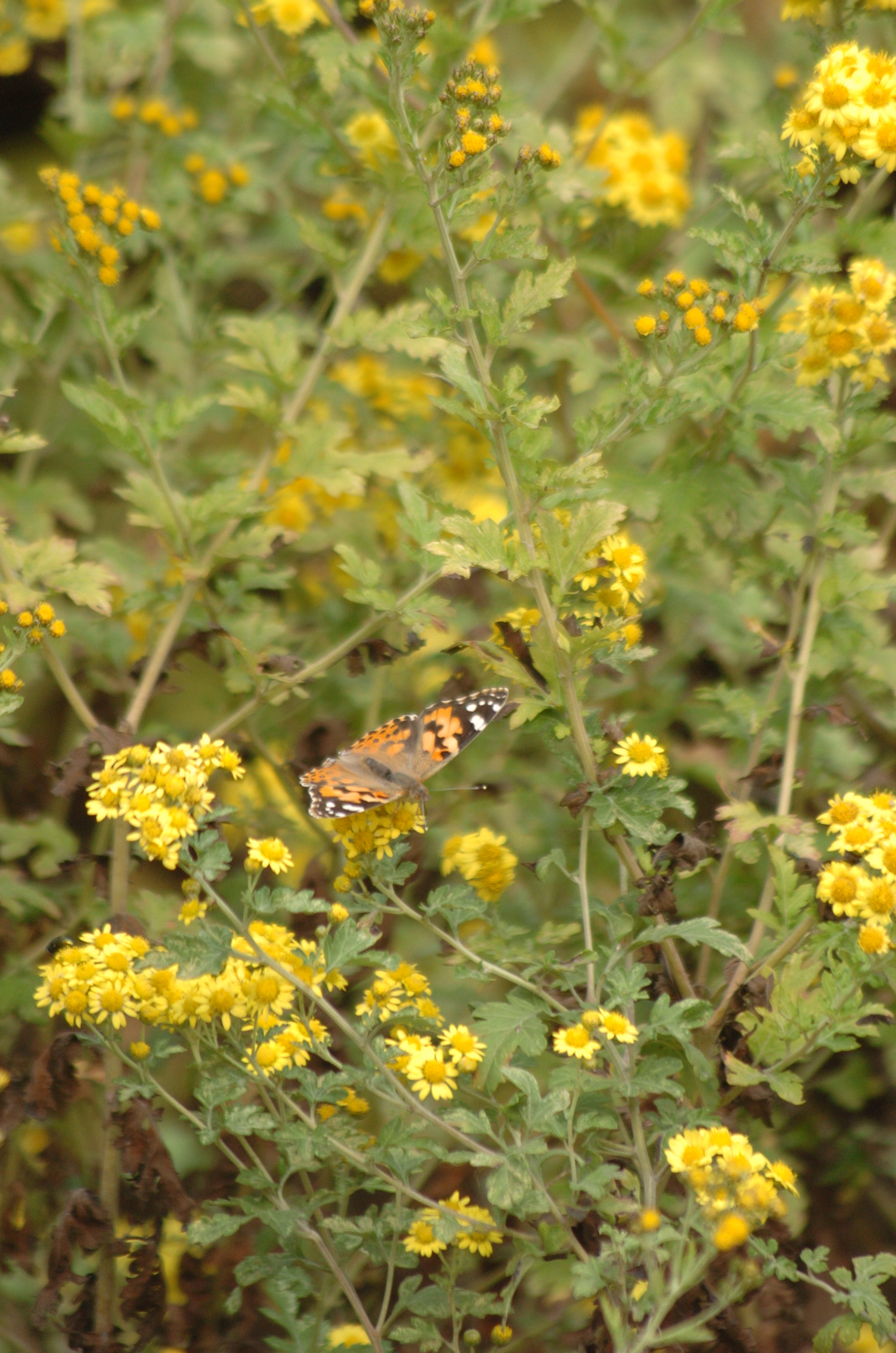 Nikon D2H + Sigma 70-300mm F4-5.6 APO Macro Super II sample photo. Park photography