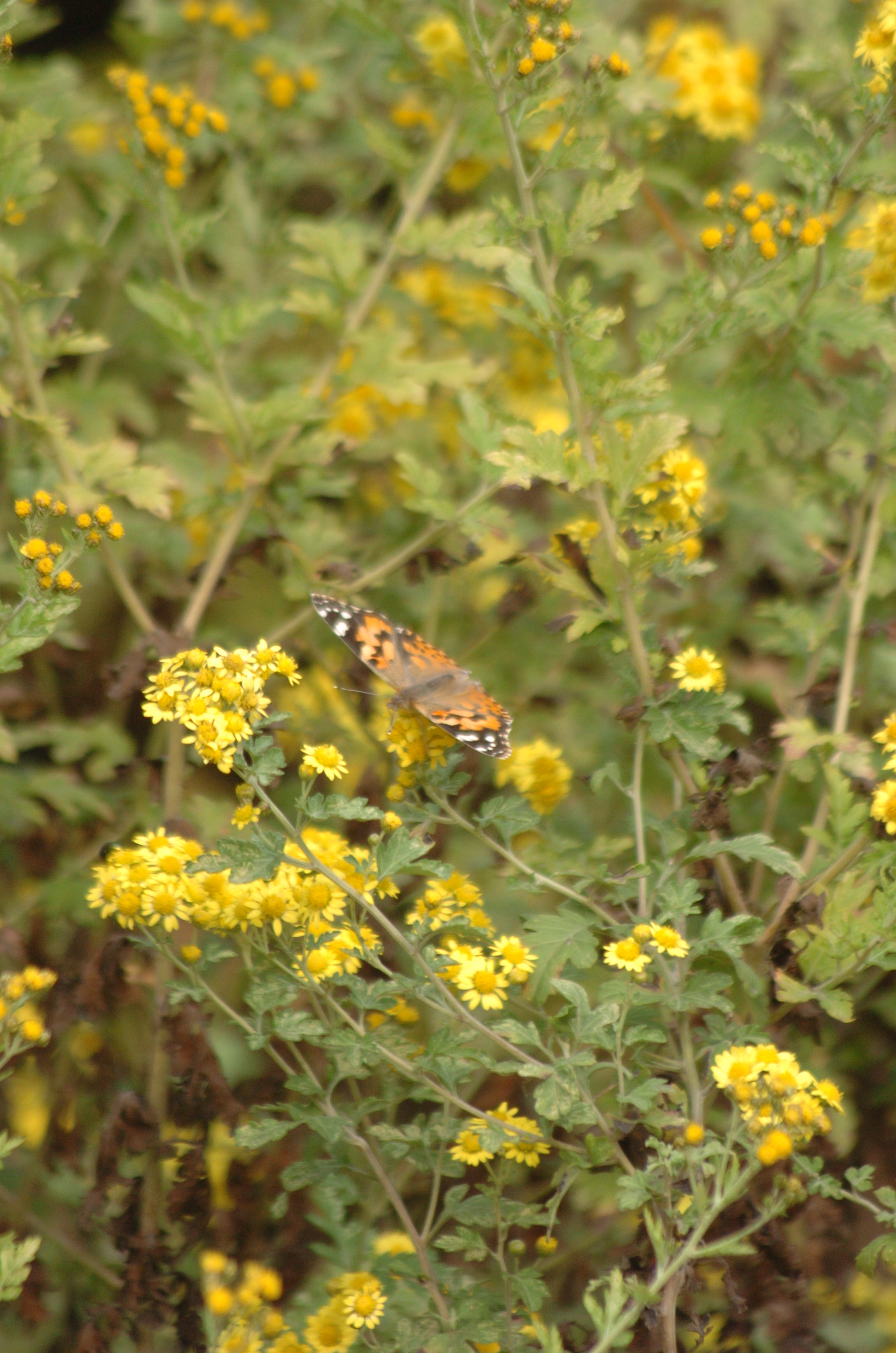 Nikon D2H sample photo. Park photography