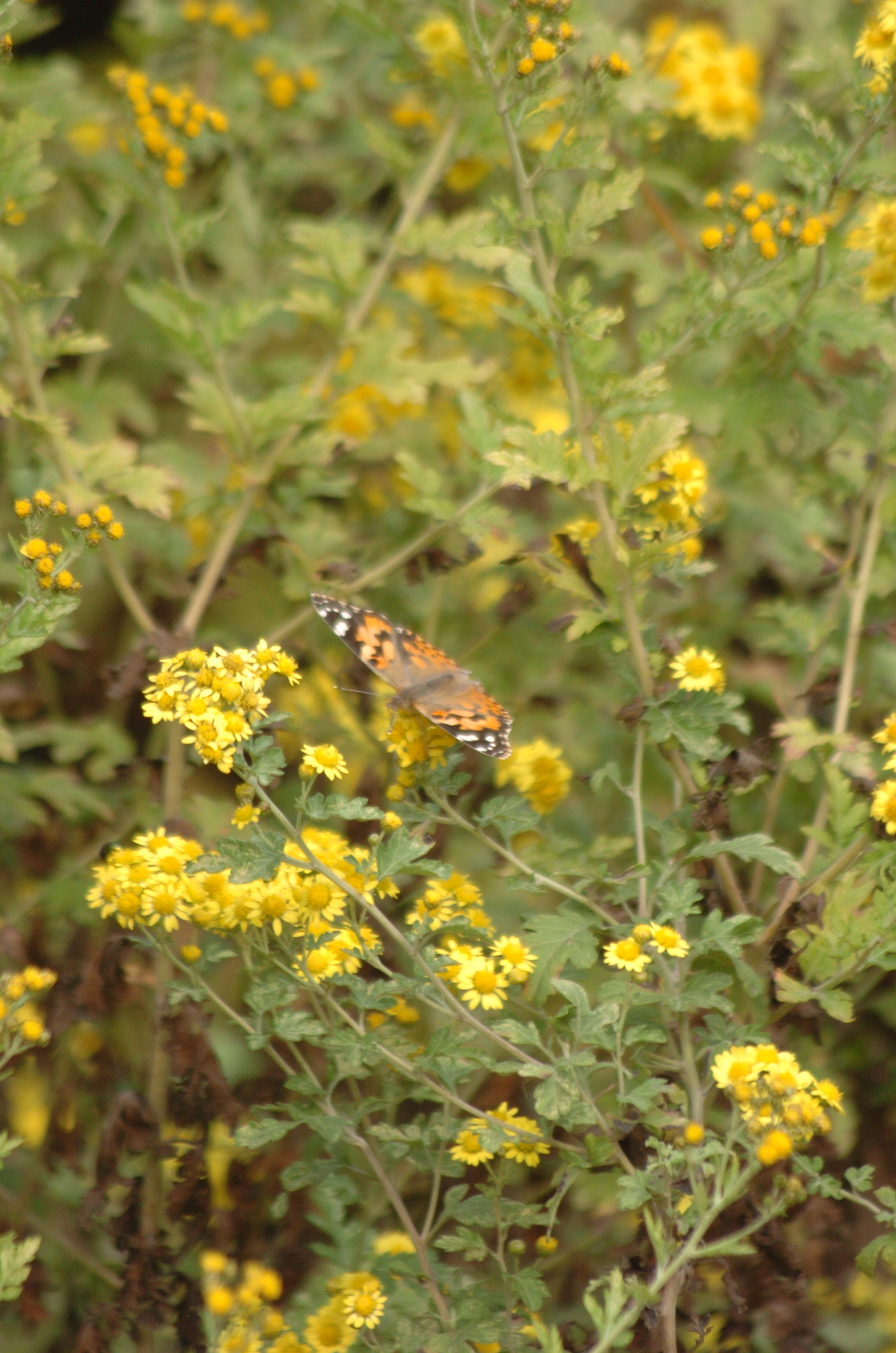 Nikon D2H + Sigma 70-300mm F4-5.6 APO Macro Super II sample photo. Park photography