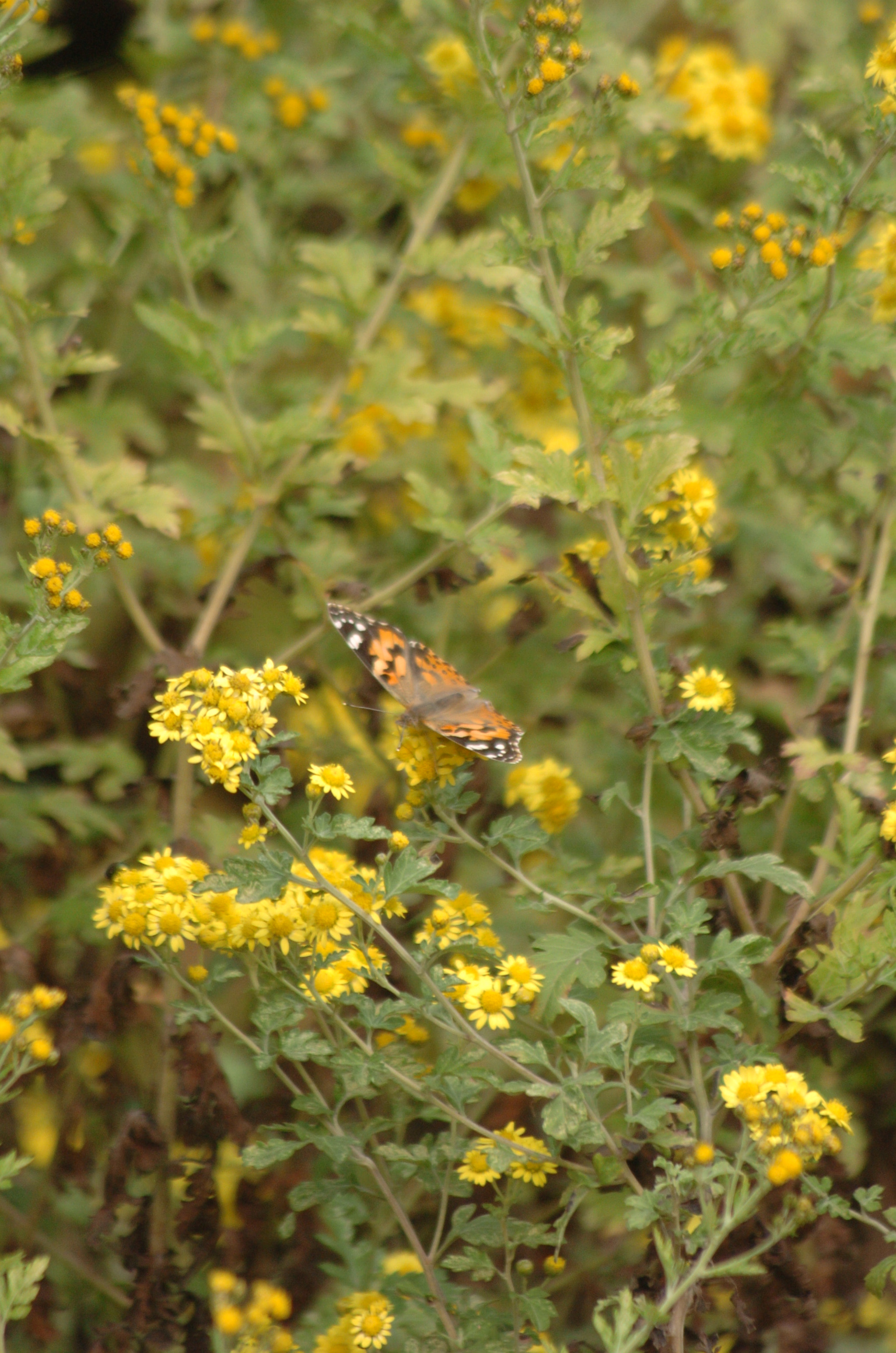 Nikon D2H sample photo. Park photography