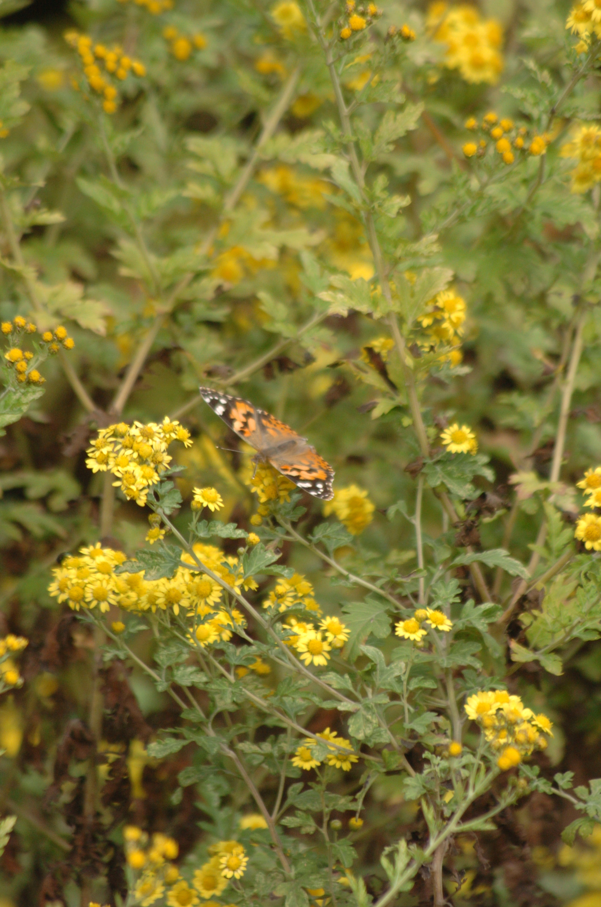 Nikon D2H sample photo. Park photography