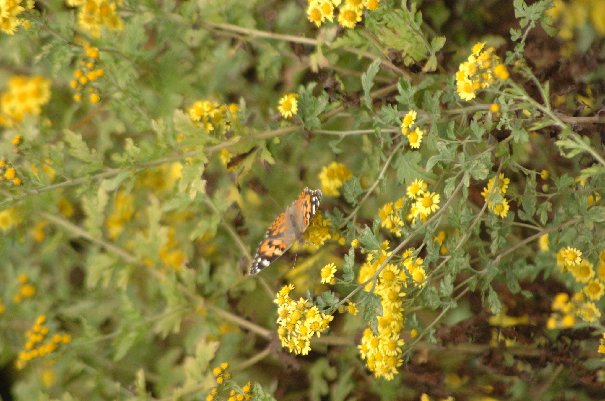 Nikon D2H + Sigma 70-300mm F4-5.6 APO Macro Super II sample photo. Park photography