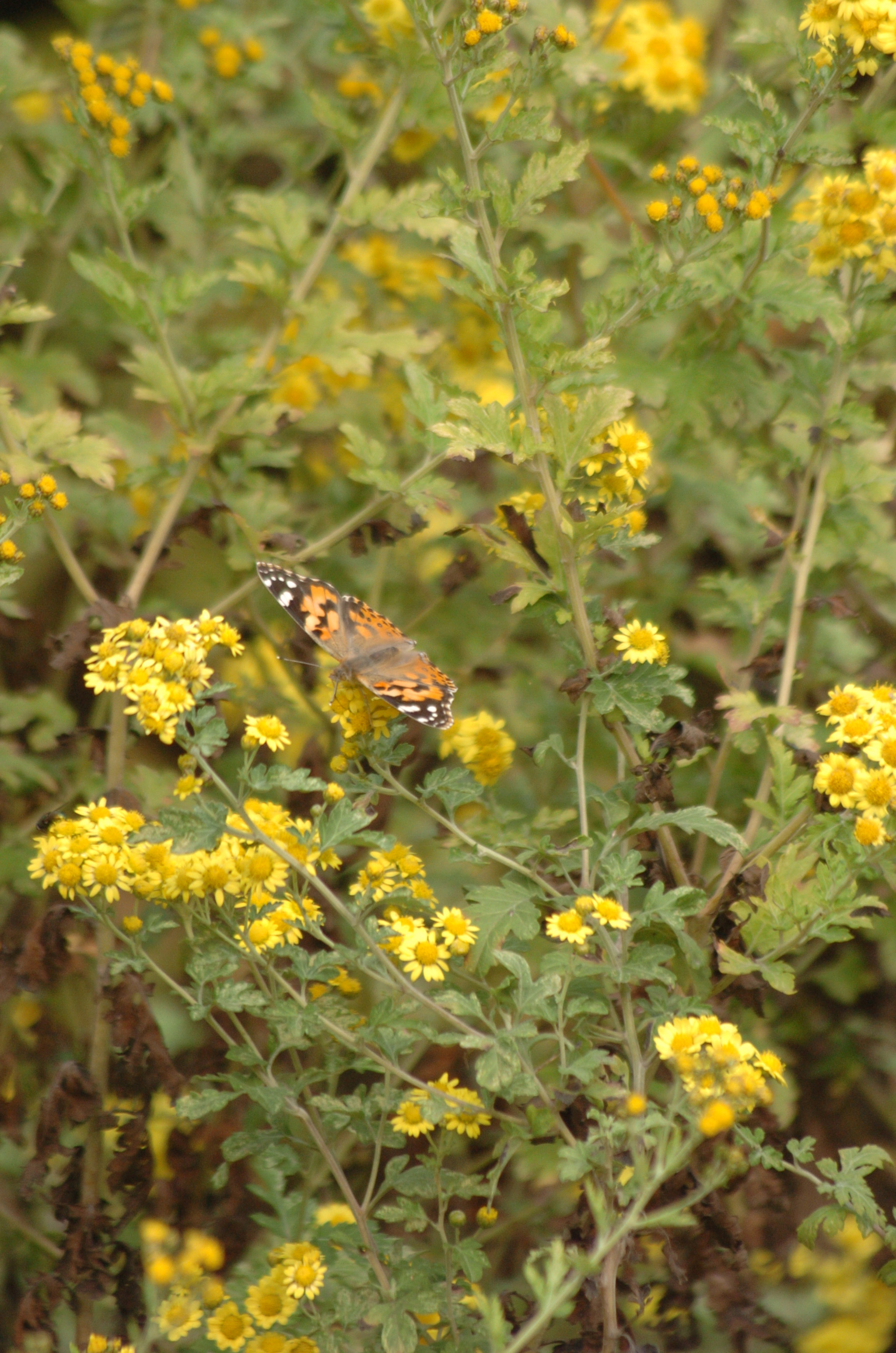 Nikon D2H sample photo. Park photography
