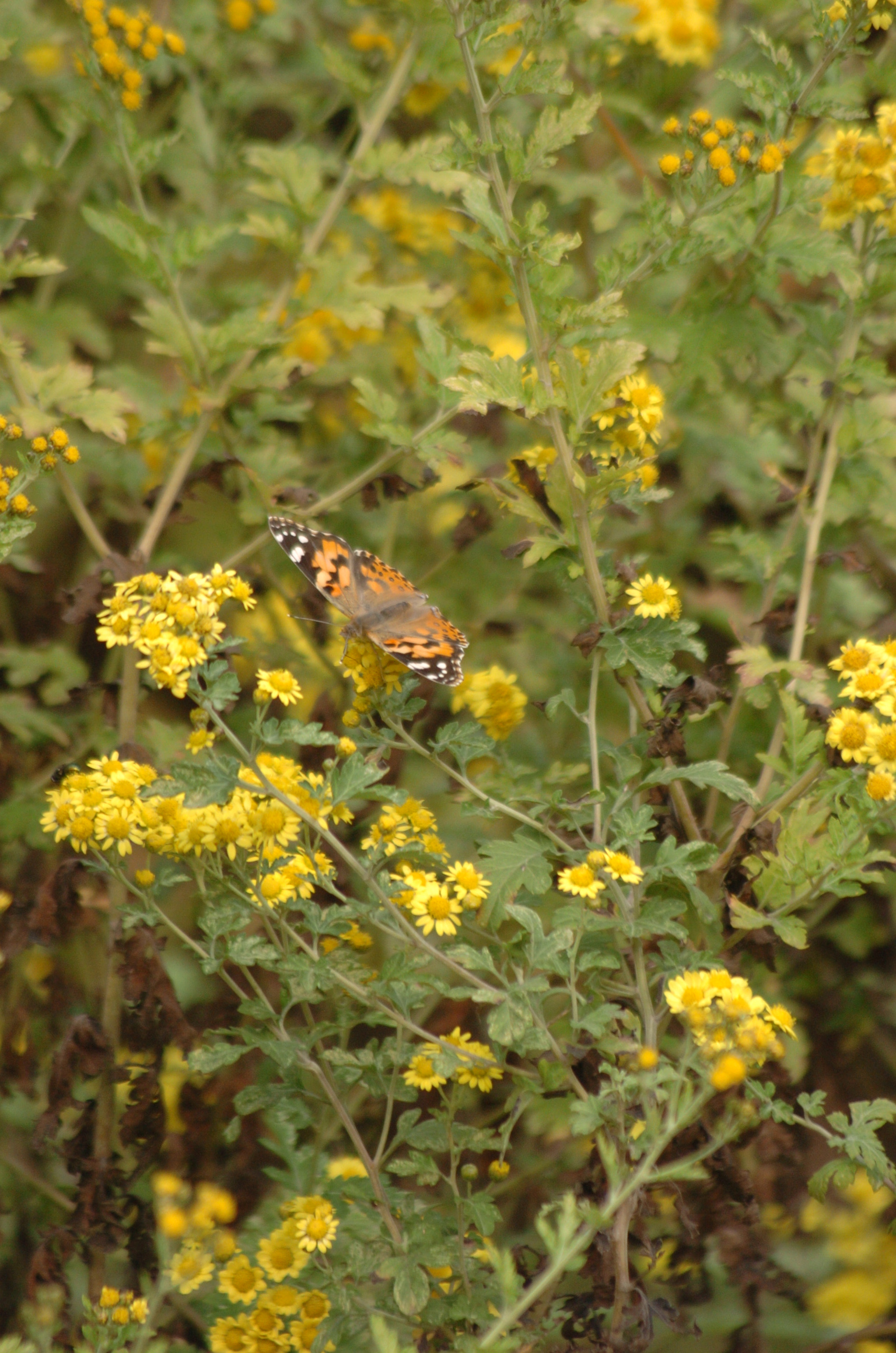 Nikon D2H sample photo. Park photography