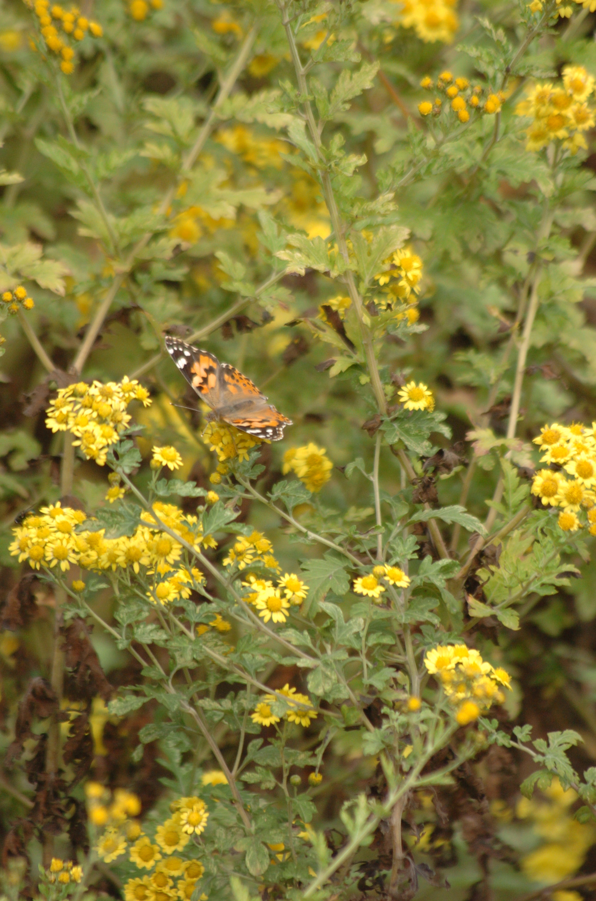 Nikon D2H sample photo. Park photography