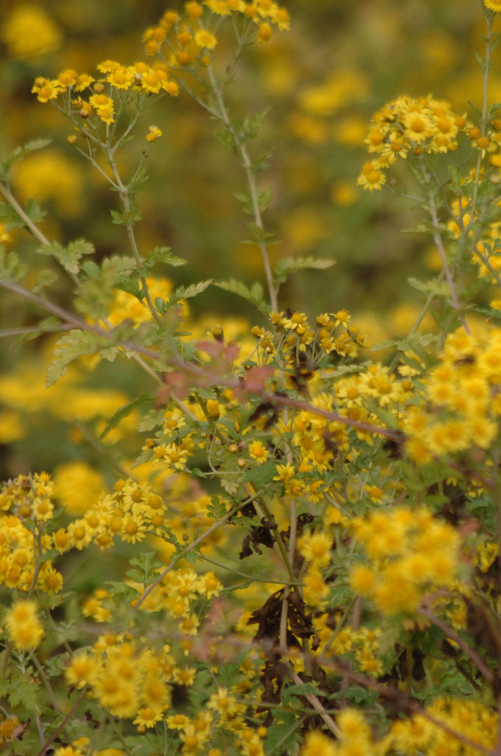 Nikon D2H + Sigma 70-300mm F4-5.6 APO Macro Super II sample photo. Park photography