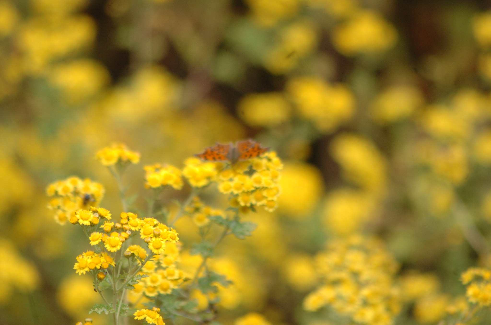 Nikon D2H sample photo. Park photography