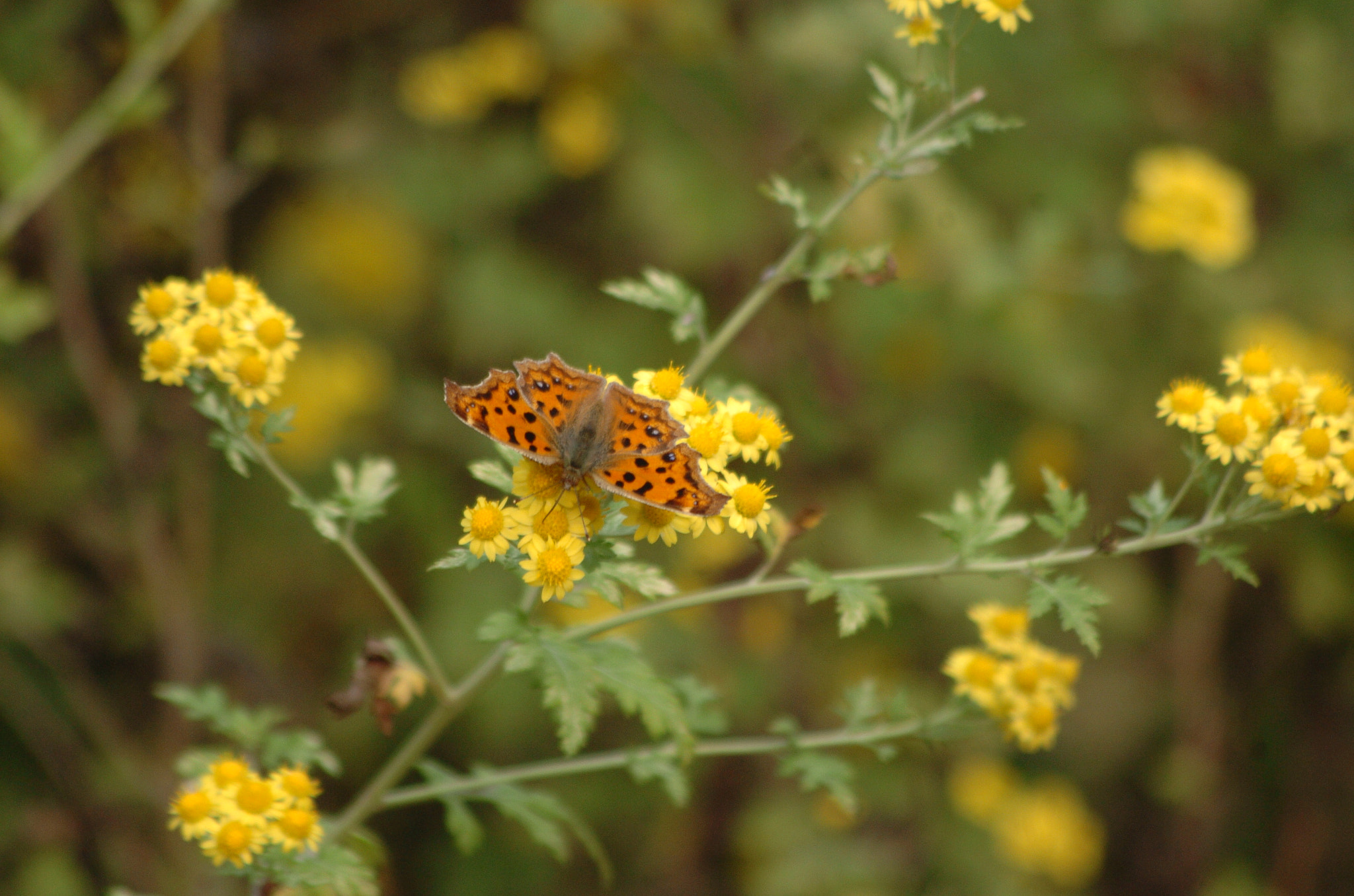 Nikon D2H sample photo. Park photography