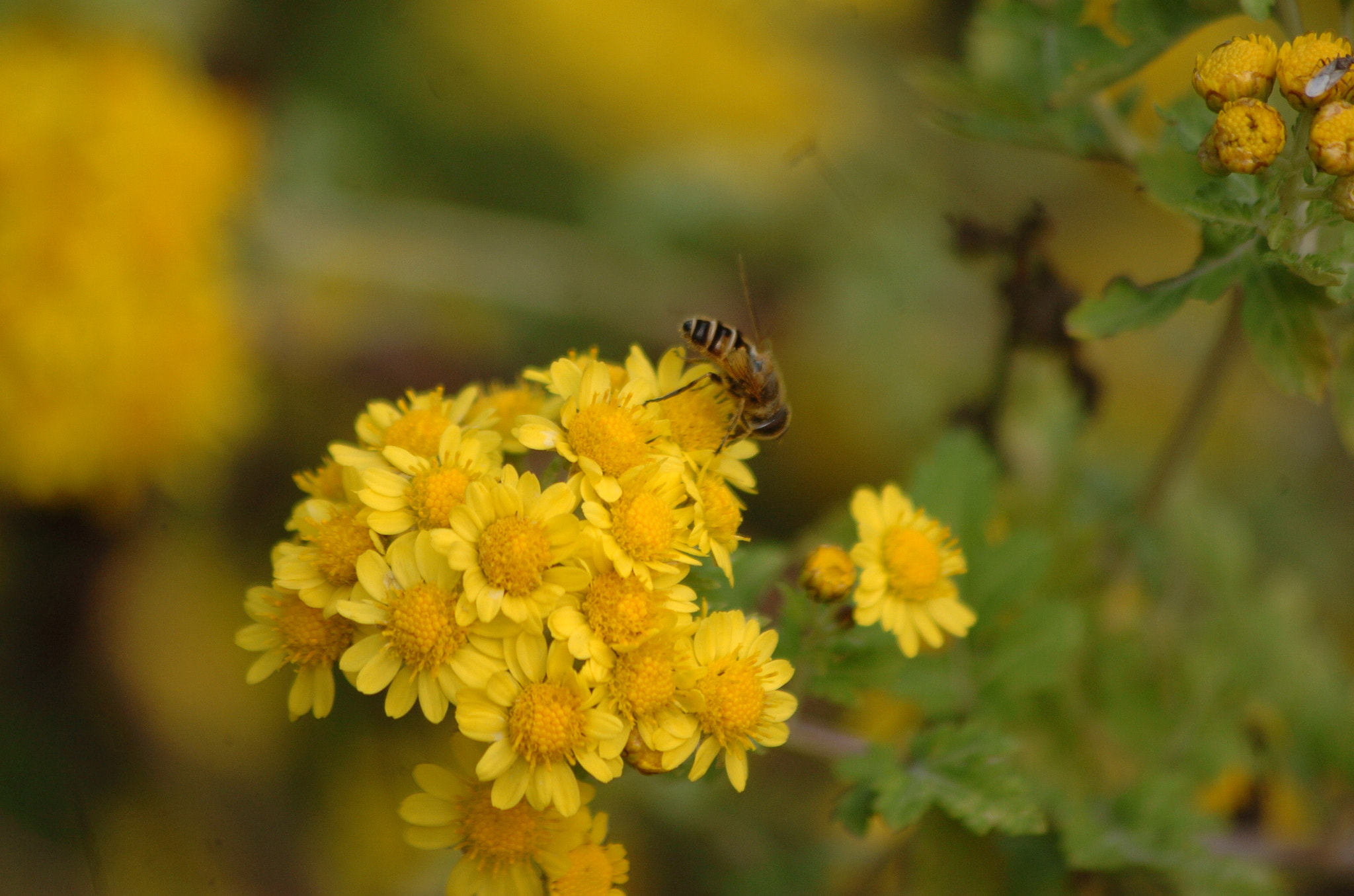 Nikon D2H sample photo. Park photography