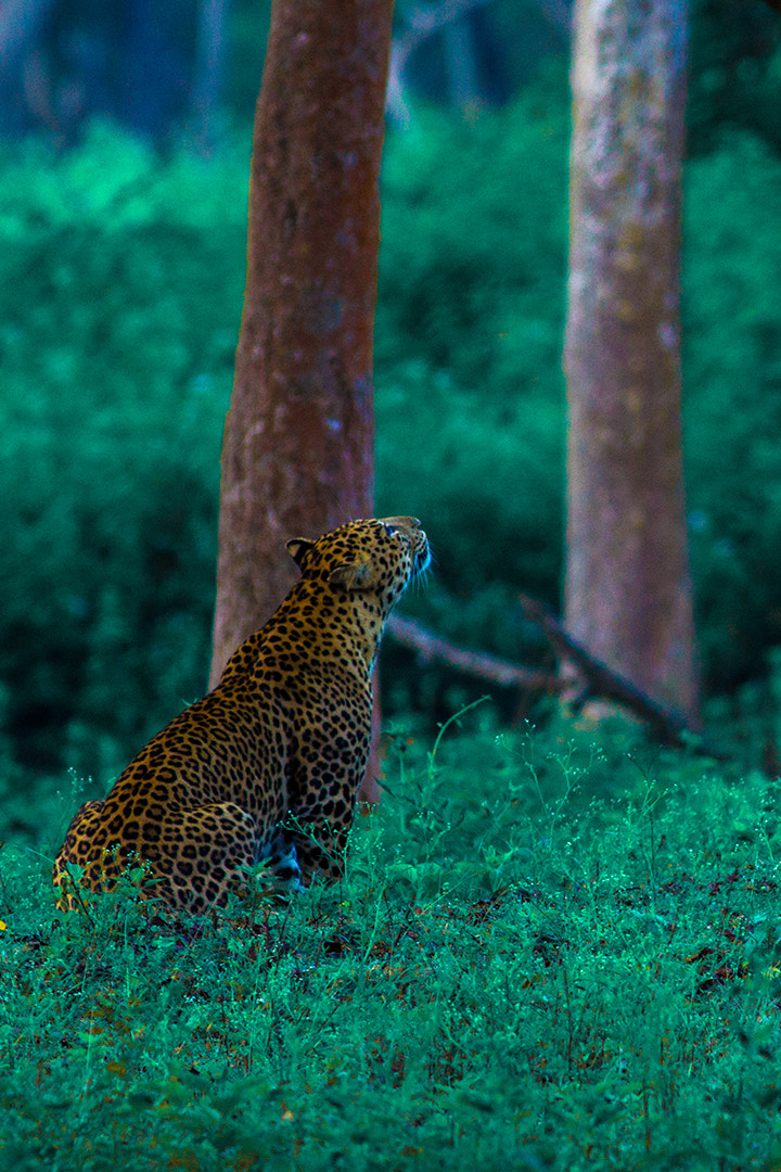 Canon EOS 60D + Canon EF 400mm F5.6L USM sample photo. Indian leopard photography