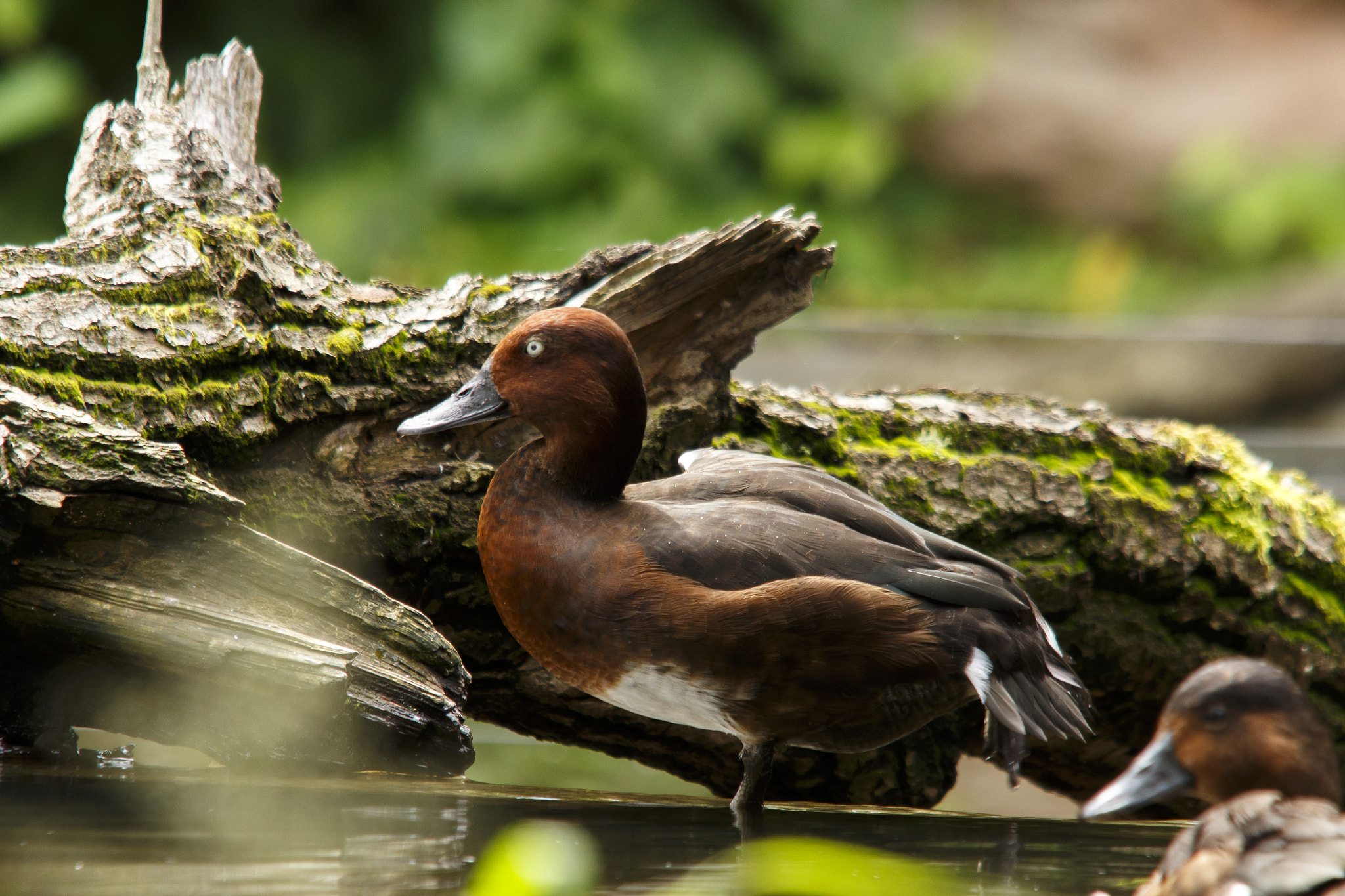 Sigma 150-500mm F5-6.3 DG OS HSM sample photo. Aythya nyroca photography