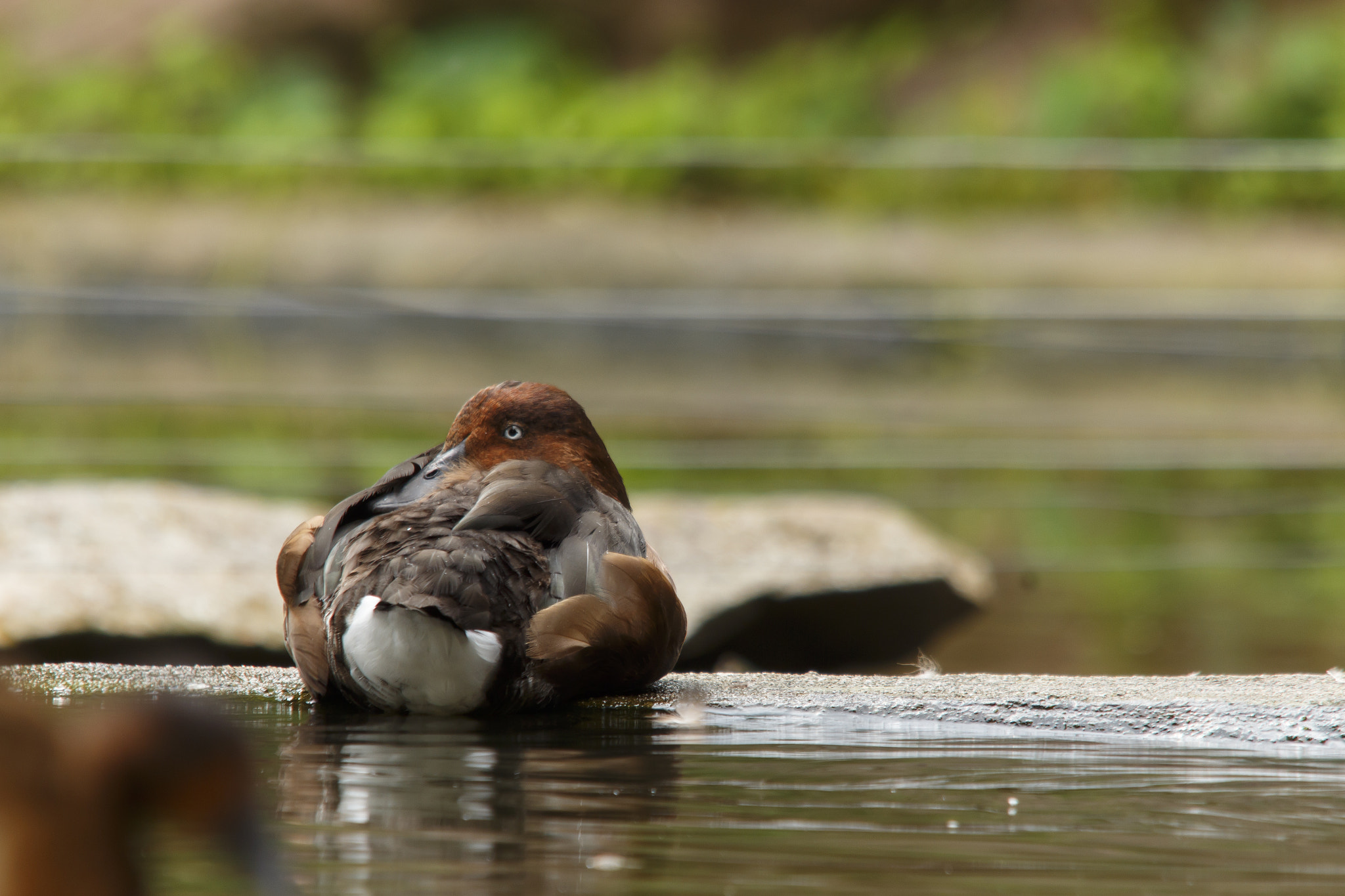 Sigma 150-500mm F5-6.3 DG OS HSM sample photo. Aythya nyroca photography