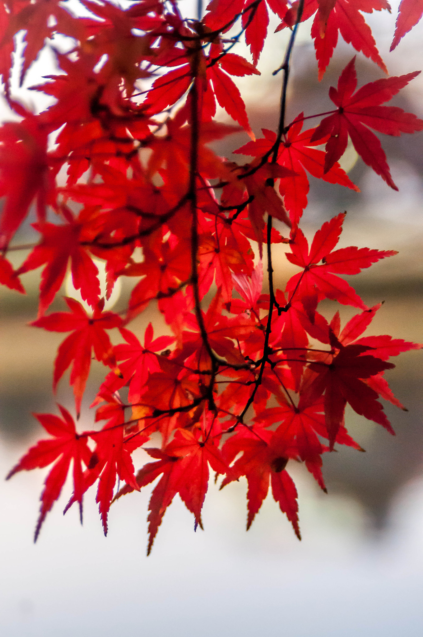 AF Zoom-Nikkor 28-105mm f/3.5-4.5D IF sample photo. Red photography