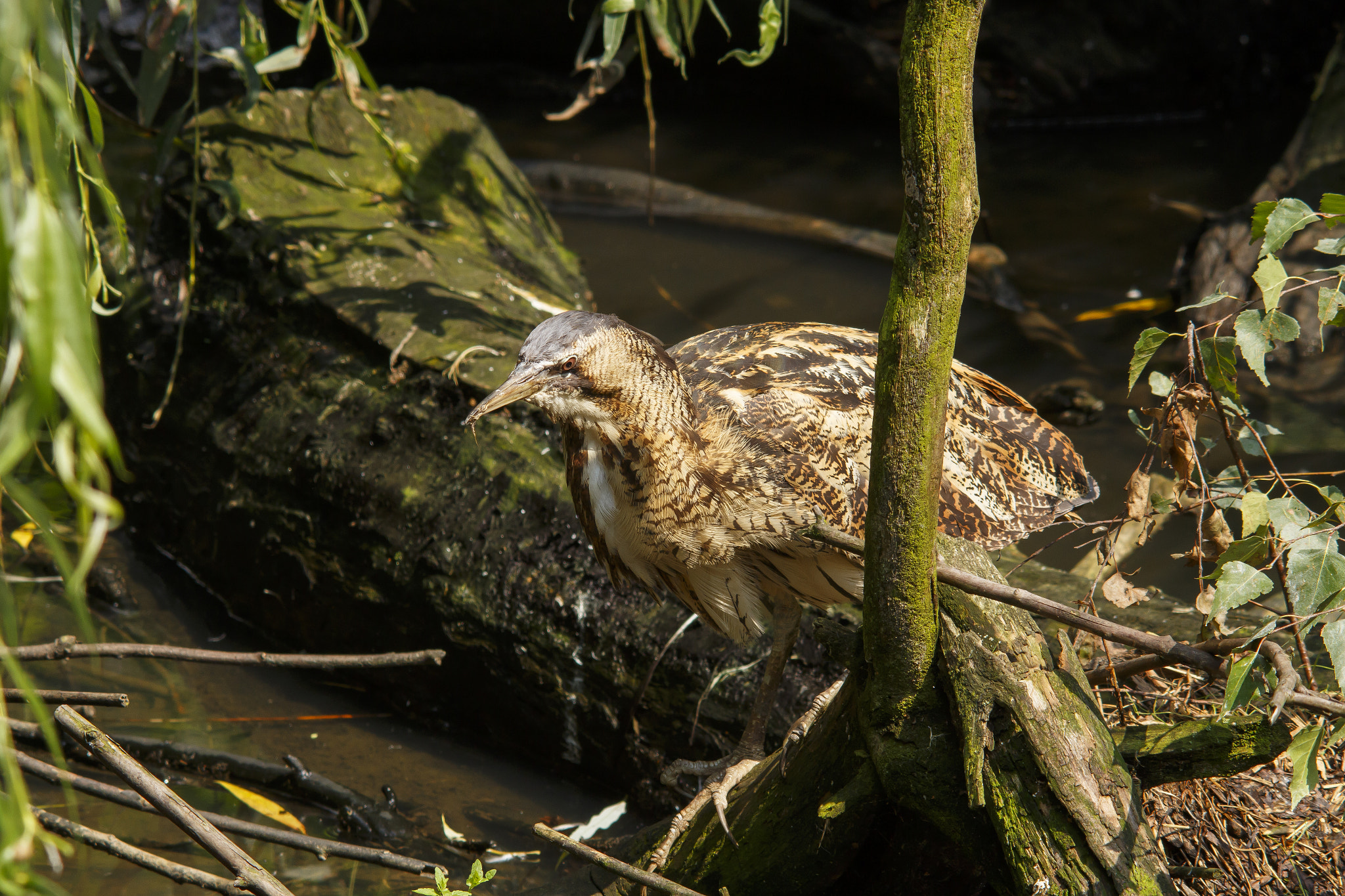 Sigma 150-500mm F5-6.3 DG OS HSM sample photo. Botaurus stellaris photography