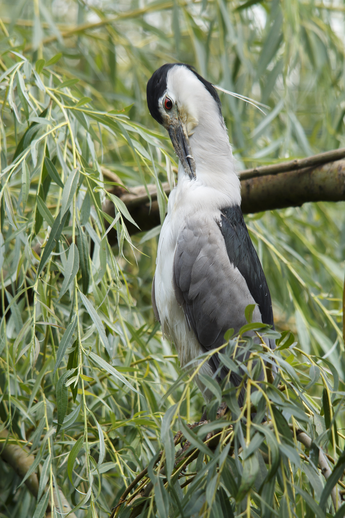 Sigma 150-500mm F5-6.3 DG OS HSM sample photo. Nycticorax nycticorax photography