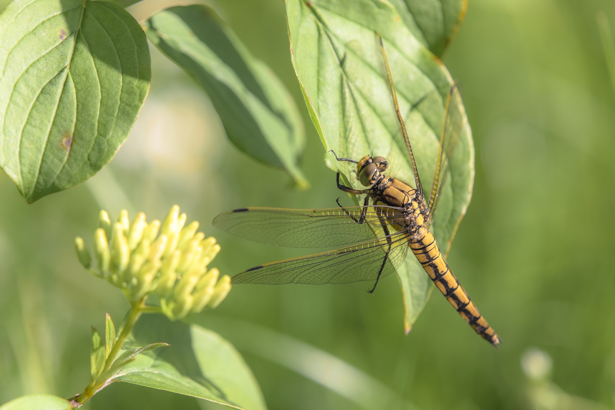 Tamron SP AF 180mm F3.5 Di LD (IF) Macro sample photo. Orthetrum cancellatum photography
