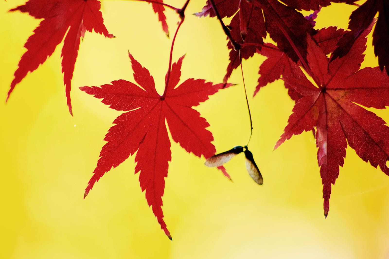 smc PENTAX-DA L 55-300mm F4-5.8 ED sample photo. Leaves photography