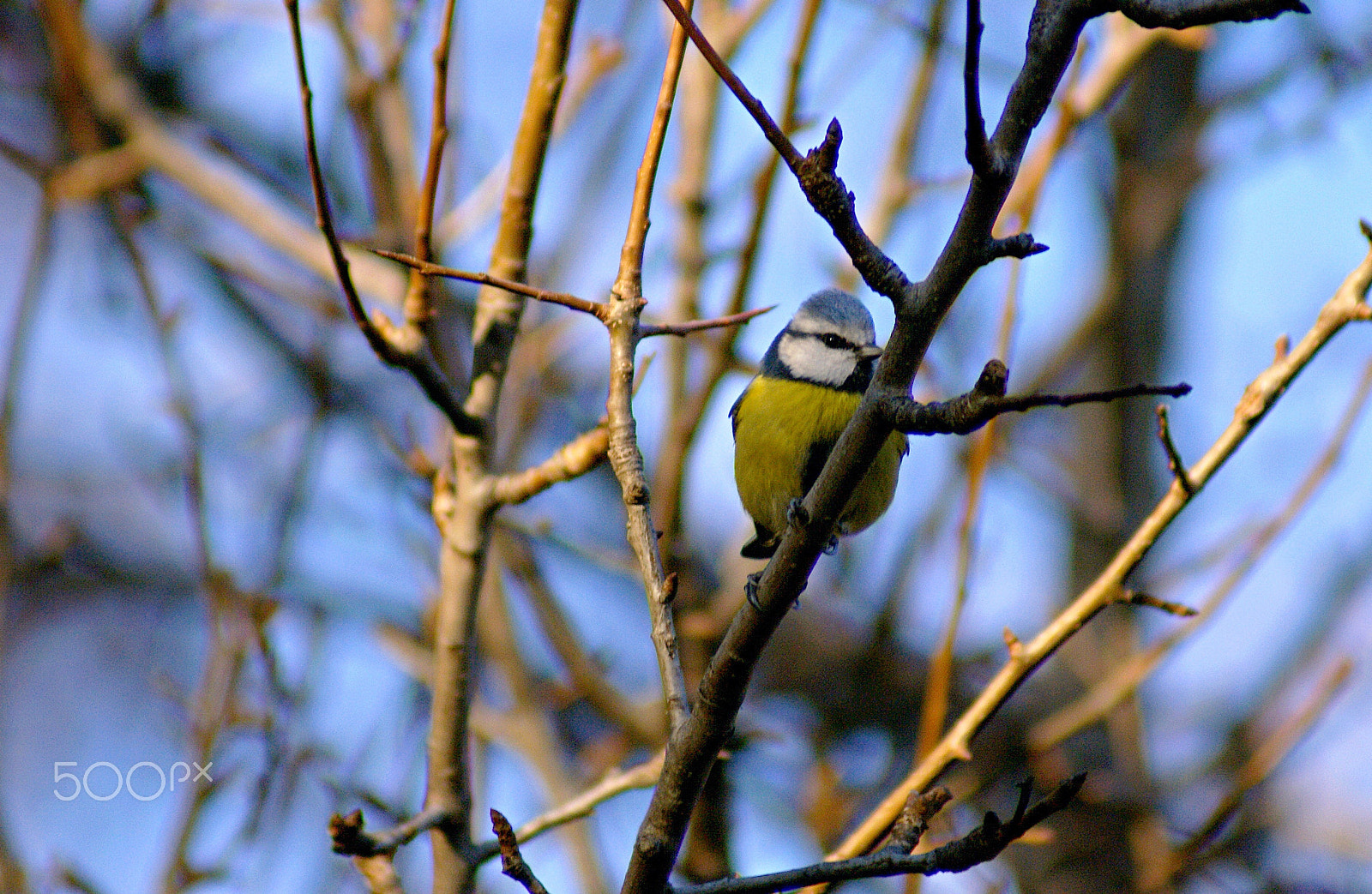 Sony 75-300mm F4.5-5.6 sample photo. Син синигер cyanistes caeruleus photography