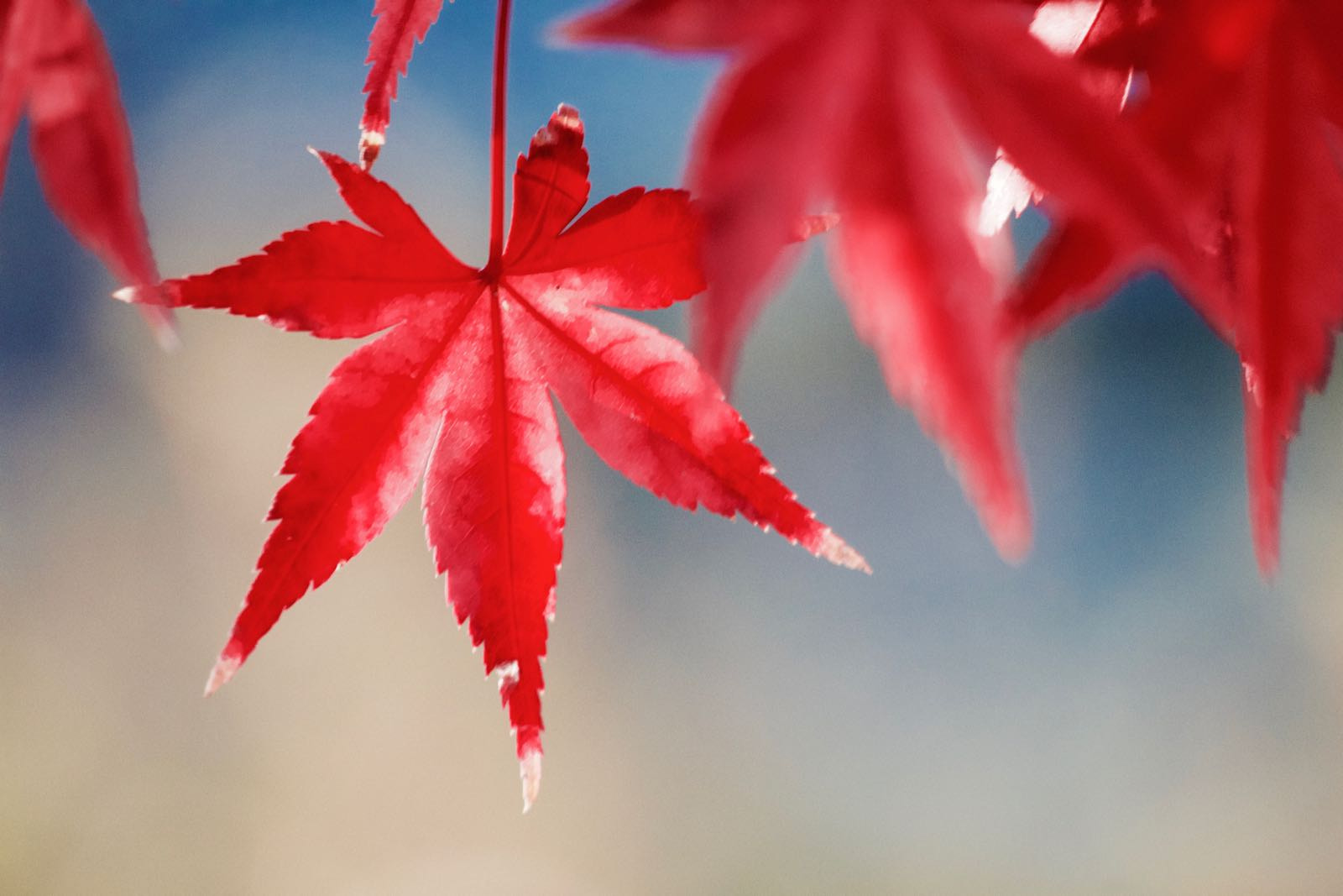 smc PENTAX-DA L 55-300mm F4-5.8 ED sample photo. Red leaf photography