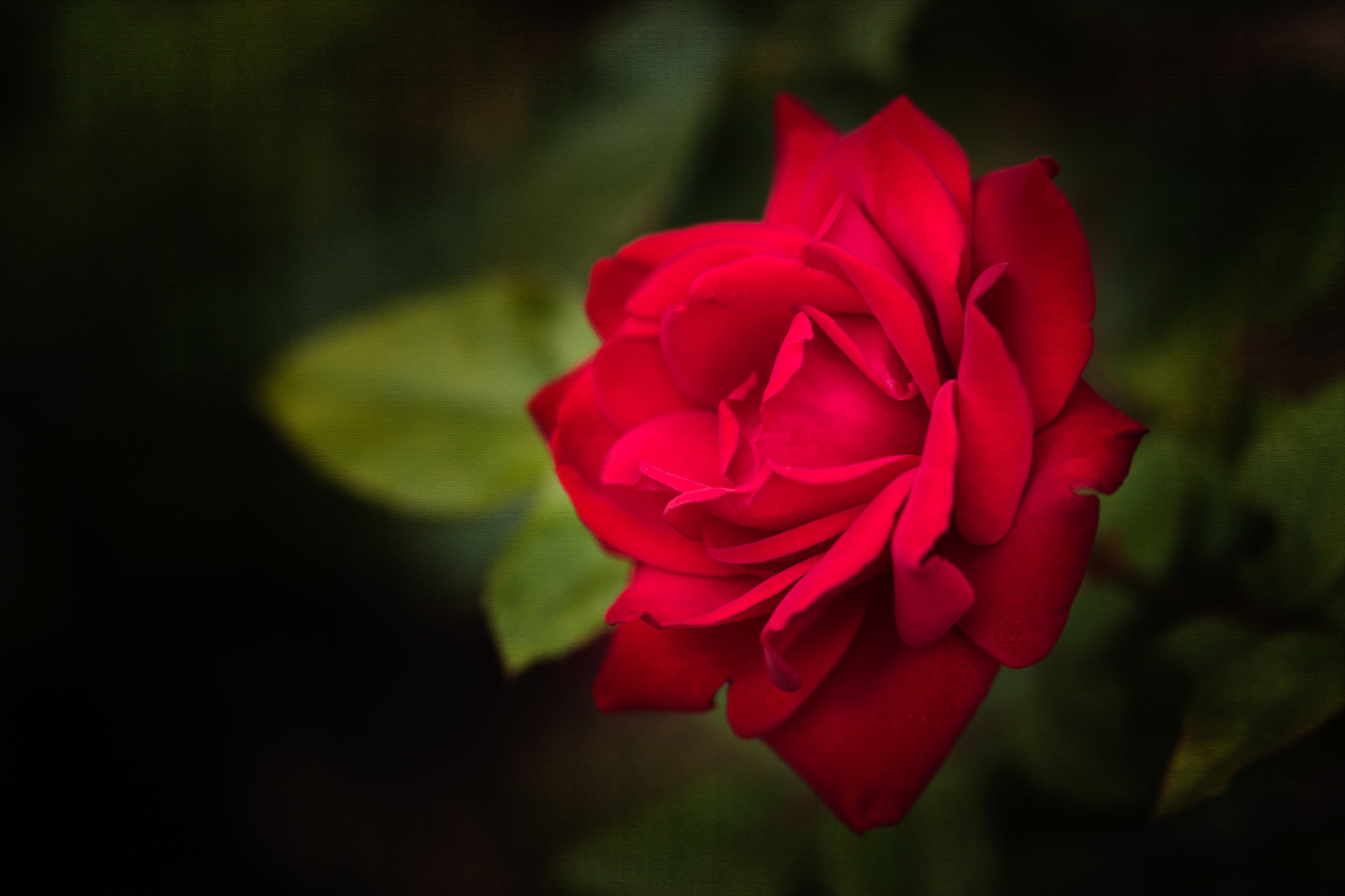 Canon EOS 650D (EOS Rebel T4i / EOS Kiss X6i) + Sigma 105mm F2.8 EX DG OS HSM sample photo. Roses are red photography
