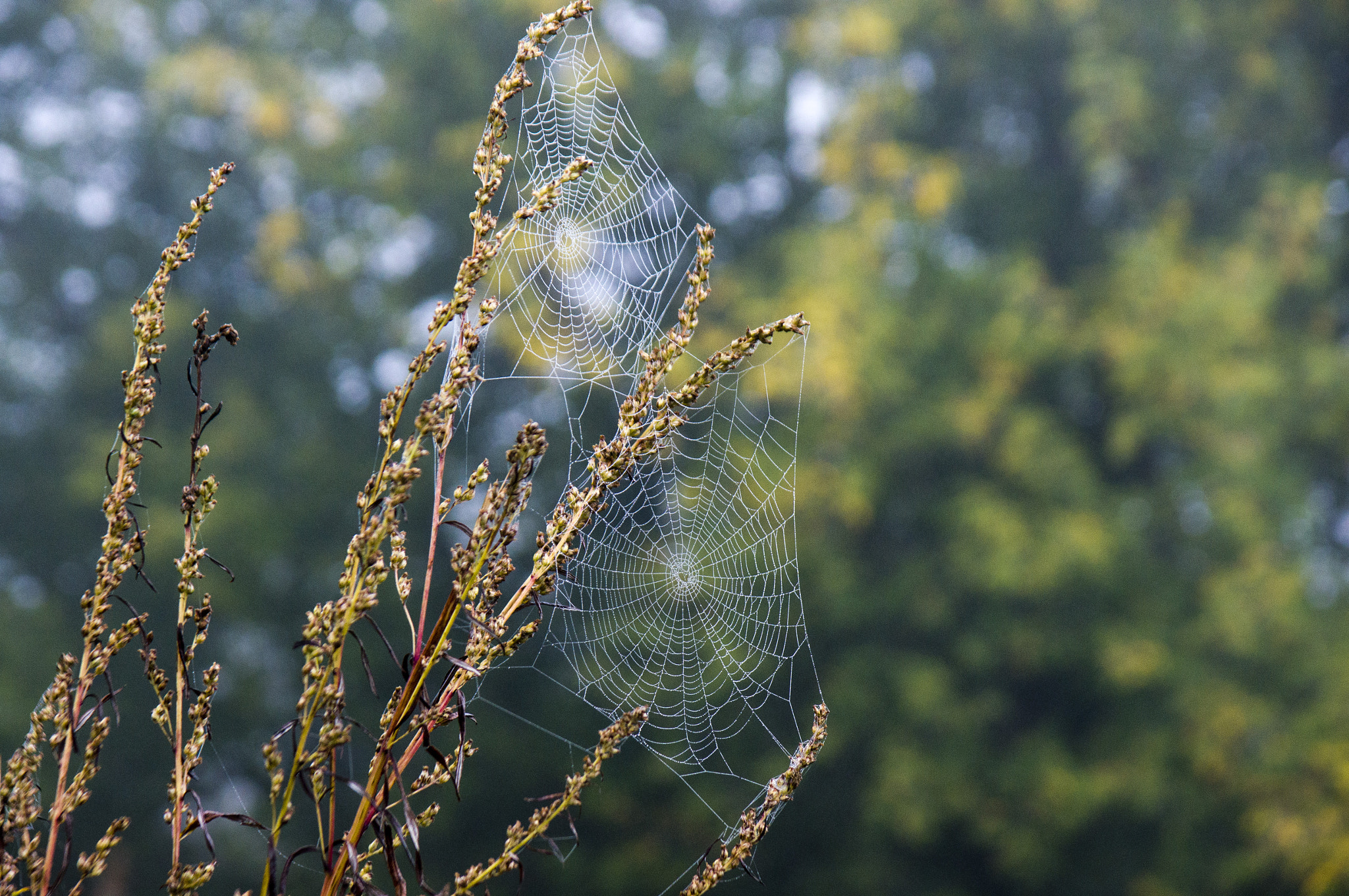 Sony Alpha DSLR-A580 sample photo. Autumn duet photography