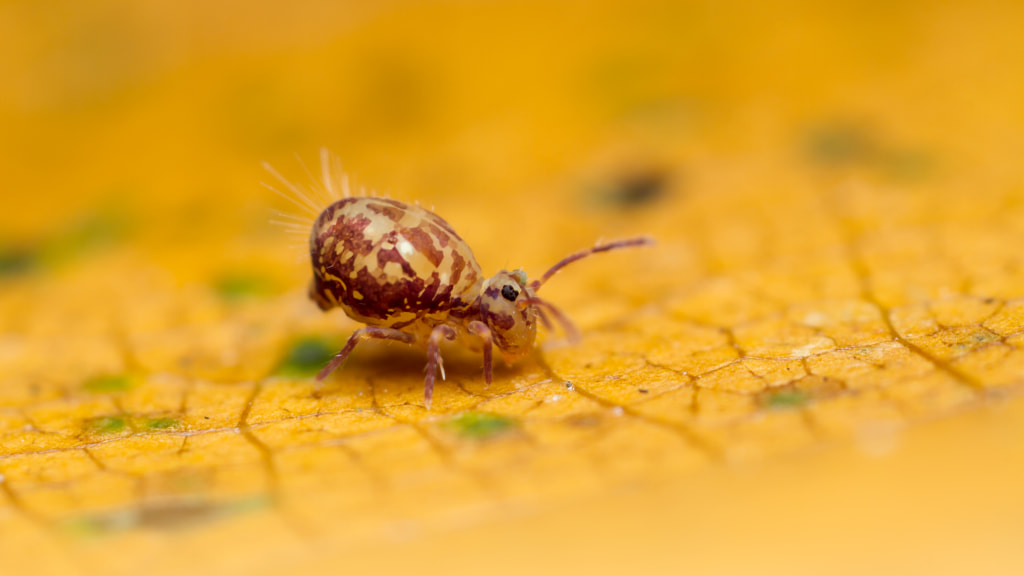 Dicyrtomina saundersi by Mark Horton on 500px.com