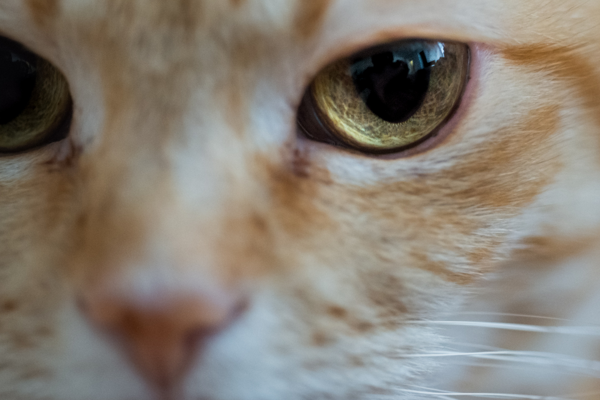 Nikon D800E + Nikon AF Micro-Nikkor 60mm F2.8D sample photo. Cat pi pi photography