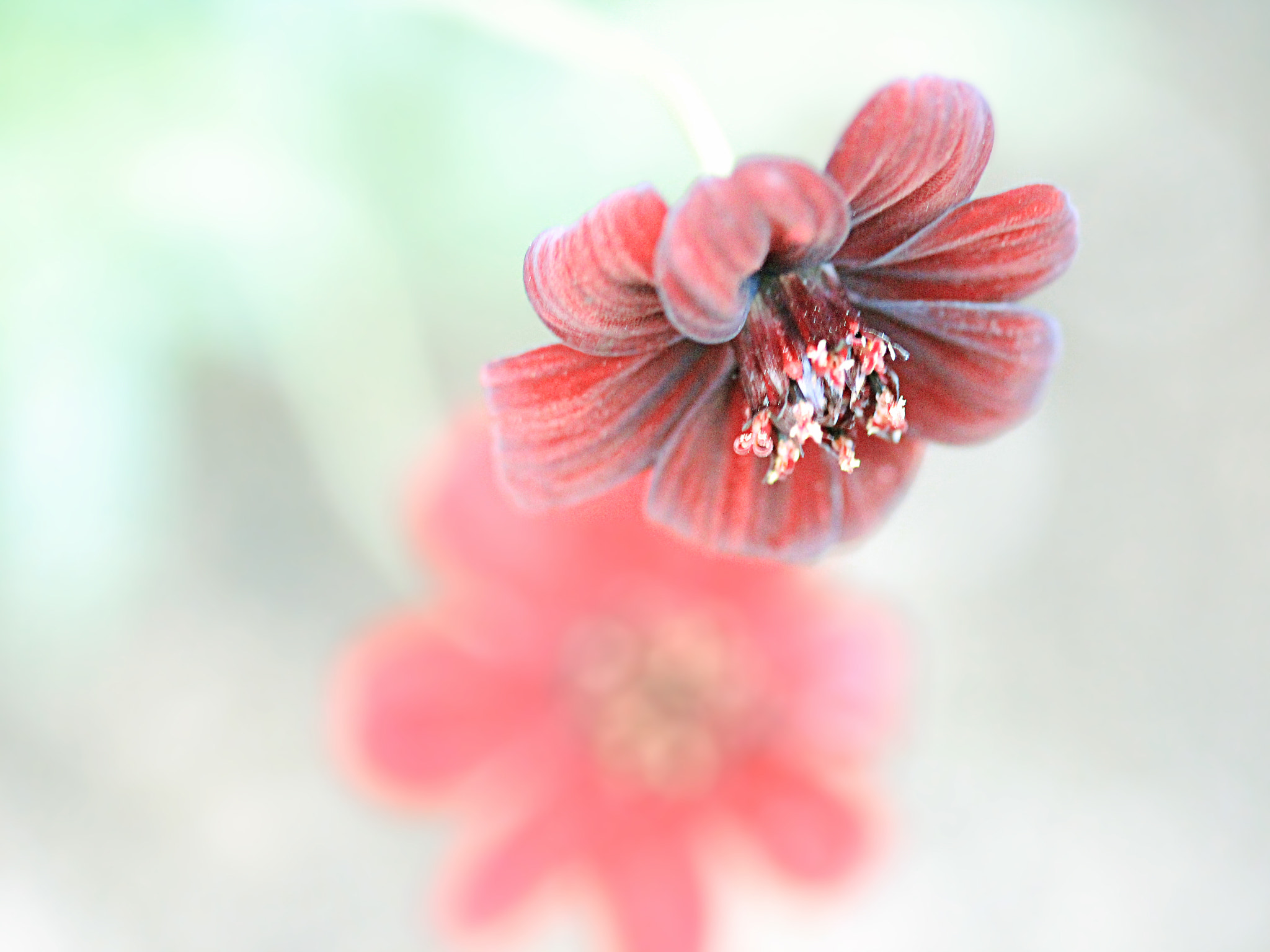 Canon EOS 600D (Rebel EOS T3i / EOS Kiss X5) sample photo. Chocolat cosmos photography