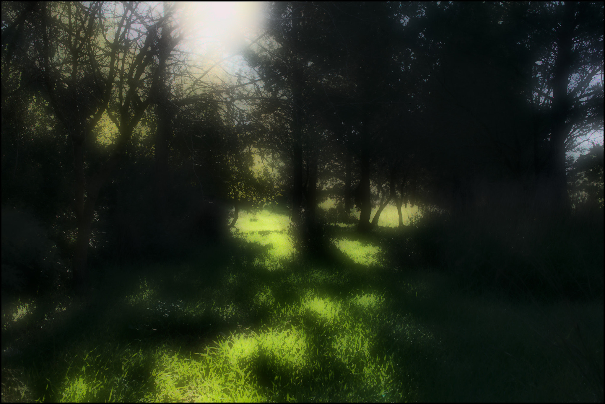 Sony Alpha NEX-5N + Sigma 30mm F2.8 EX DN sample photo. Enchanted forest photography