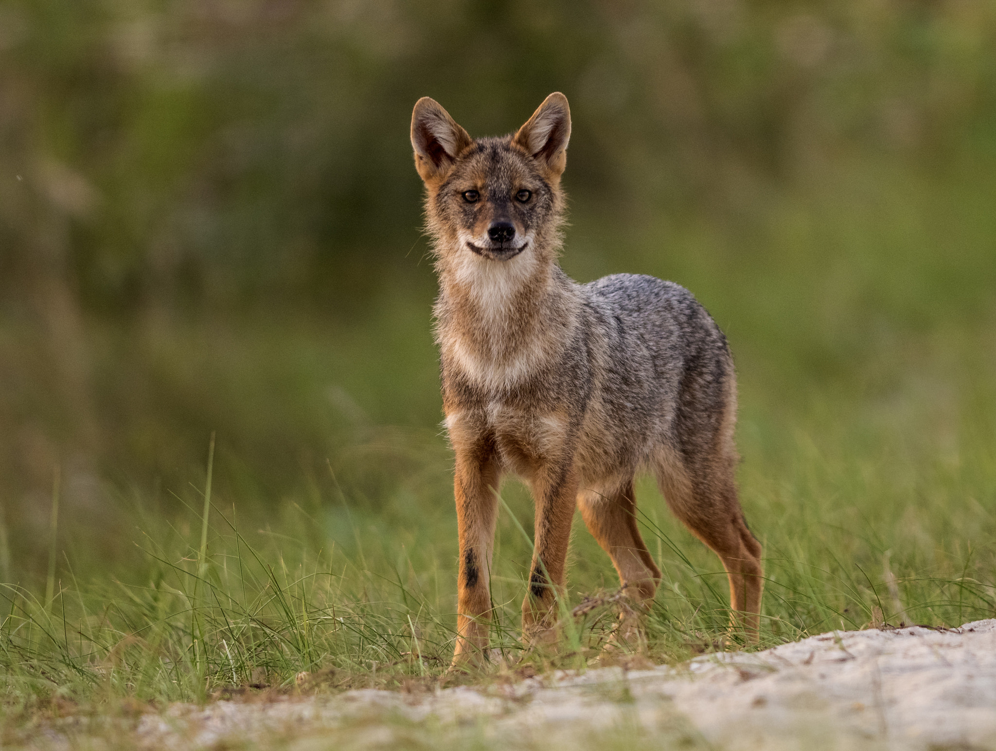 Olympus OM-D E-M1 + OLYMPUS 300mm Lens sample photo. Jackal photography