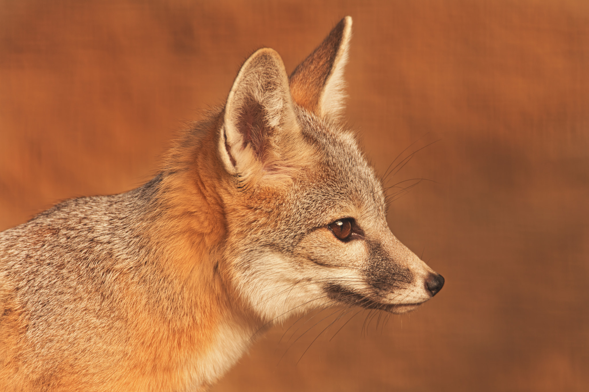Canon EOS 5DS sample photo. San joaquin kit fox photography