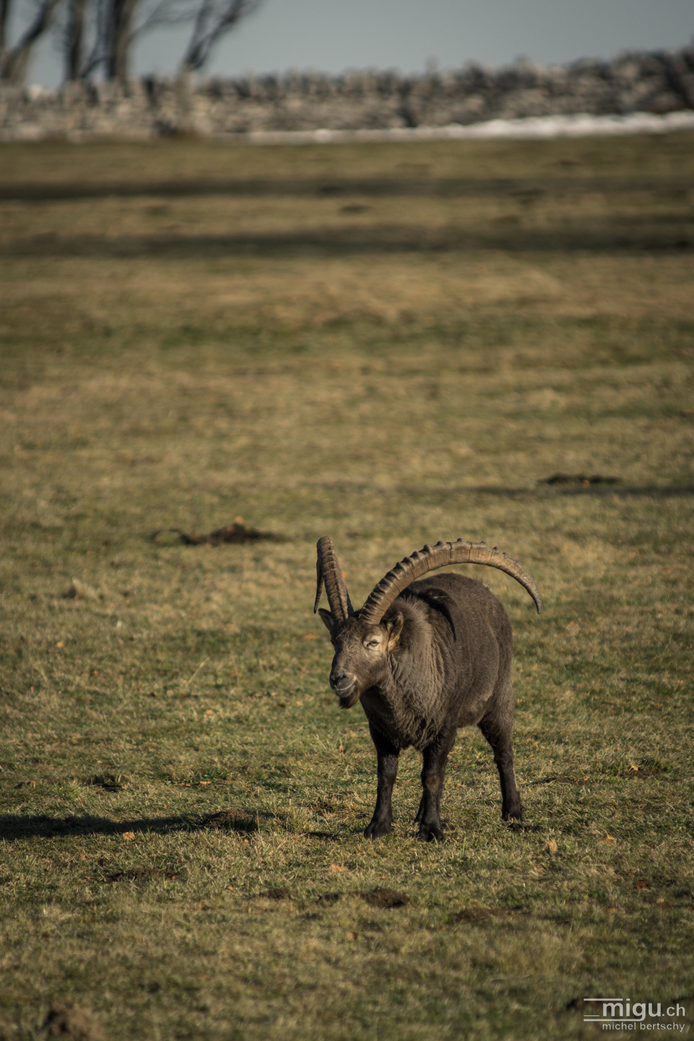 Minolta AF 80-200mm F2.8 HS-APO G sample photo. Capricorn at the creux du van photography