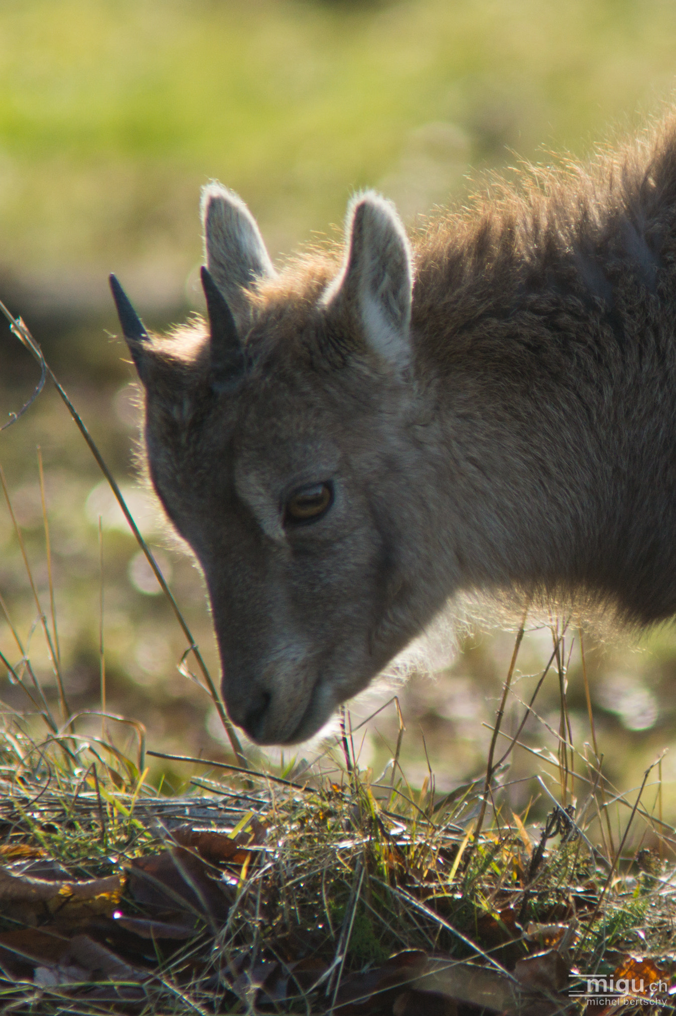 Minolta AF 80-200mm F2.8 HS-APO G sample photo. Capricorn at the creux du van photography