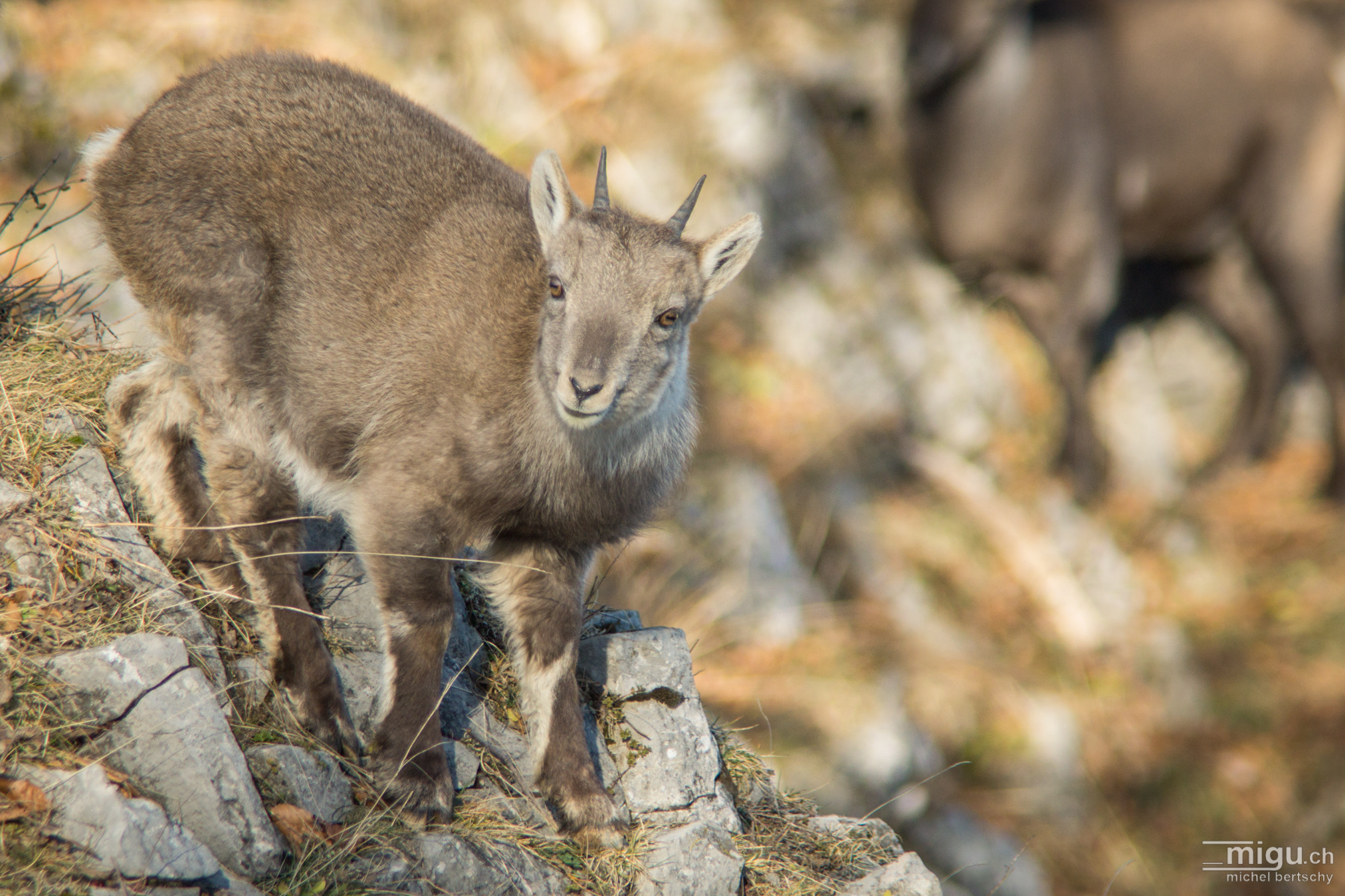 Minolta AF 80-200mm F2.8 HS-APO G sample photo. Capricorn at the creux du van photography