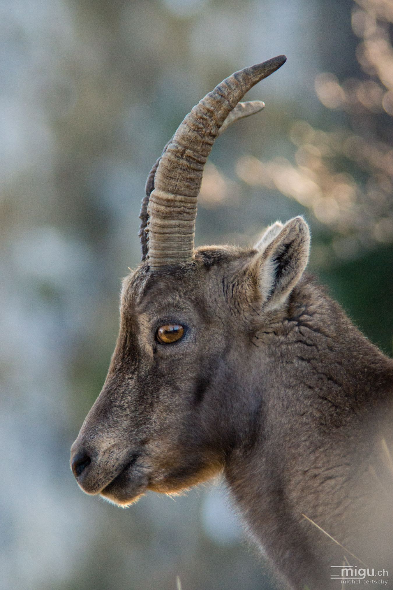 Minolta AF 80-200mm F2.8 HS-APO G sample photo. Capricorn at the creux du van photography
