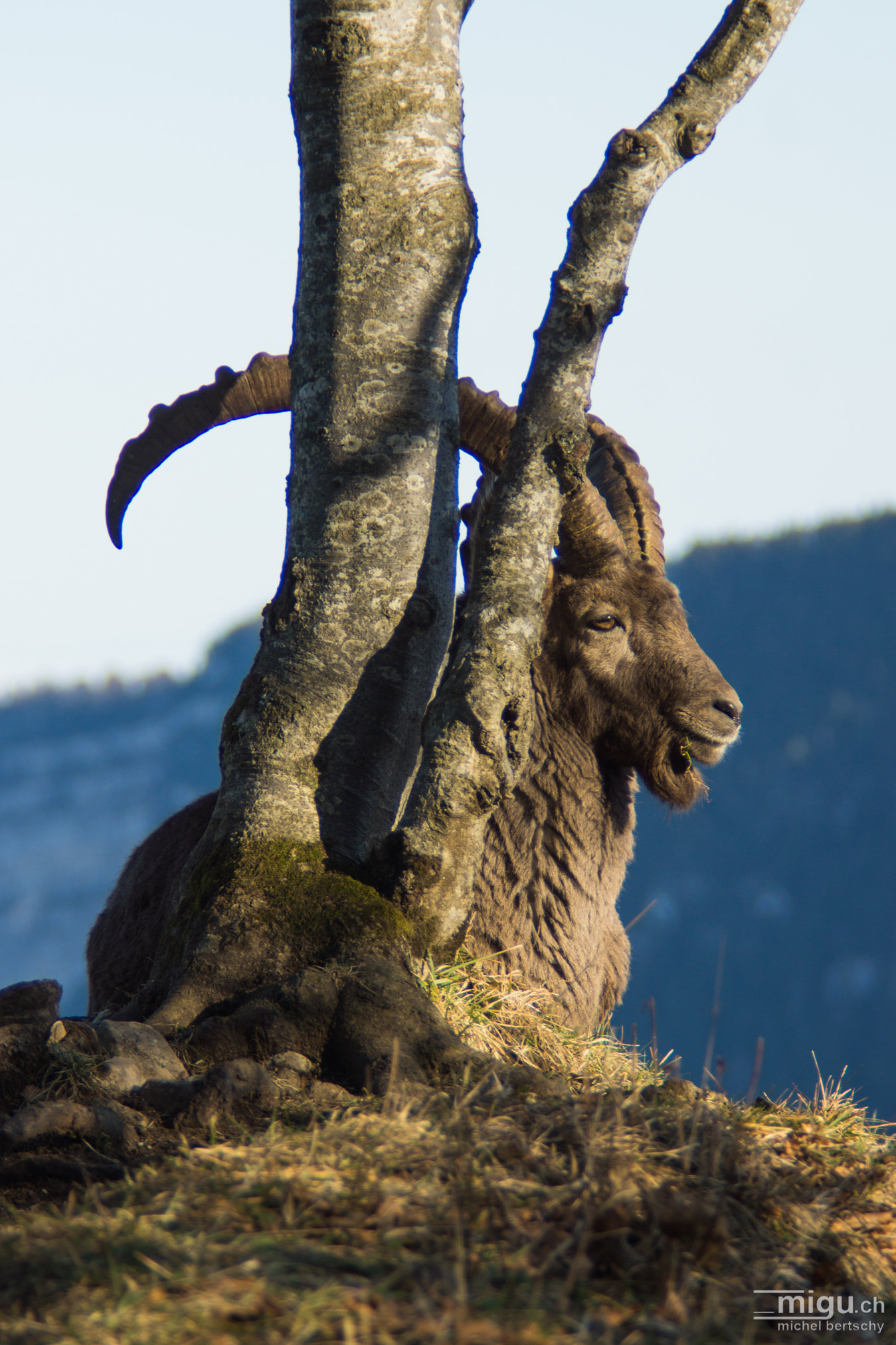 Minolta AF 80-200mm F2.8 HS-APO G sample photo. Capricorn at the creux du van photography