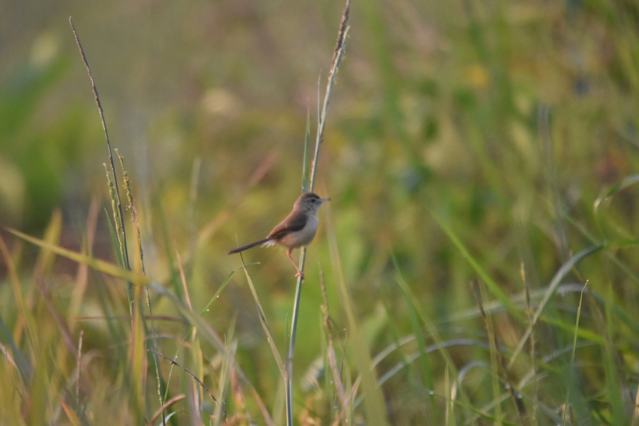 Sigma 150-500mm F5-6.3 DG OS HSM sample photo. Macro,birding,sunrise photography