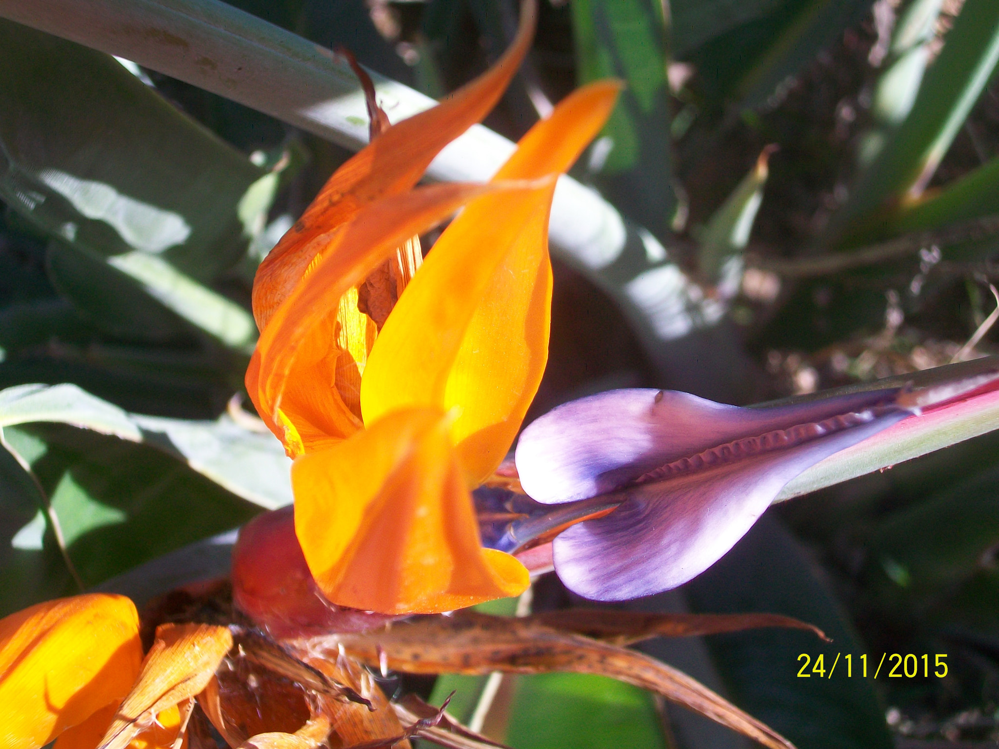 Kodak EASYSHARE M1063 DIGITAL CAMERA sample photo. Flower of dance photography