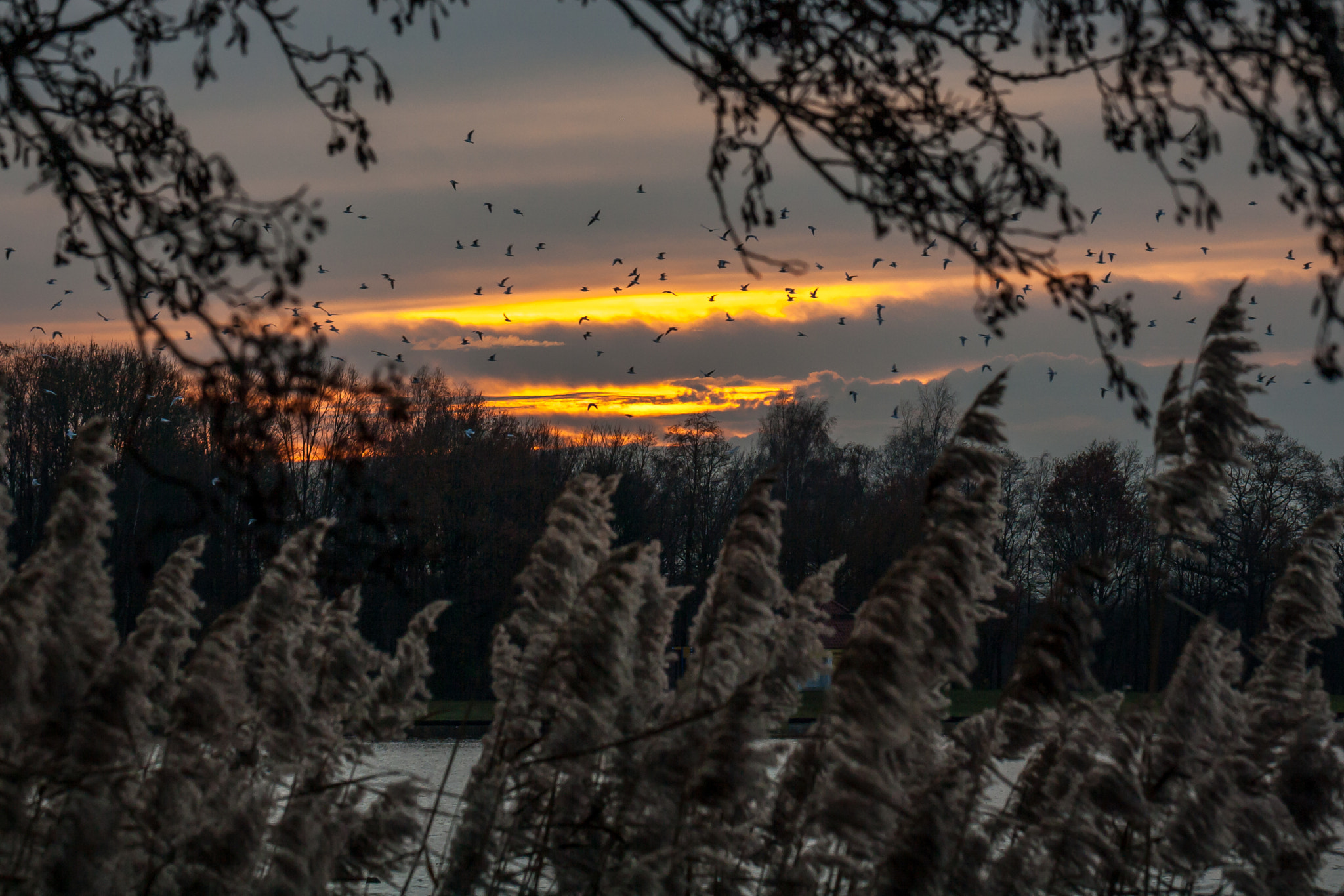 Canon EOS 1000D (EOS Digital Rebel XS / EOS Kiss F) sample photo. "gulls at sunset" photography