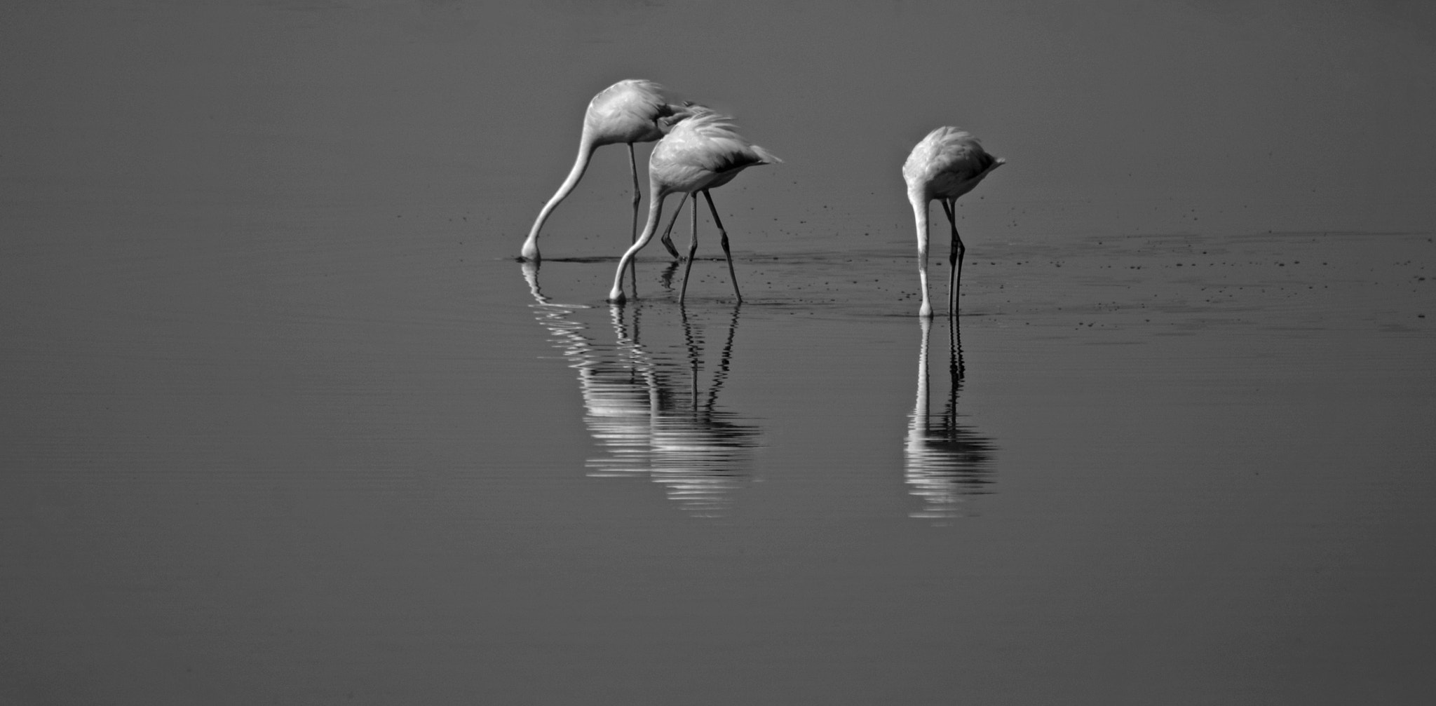 Nikon D40X sample photo. Reflections in b&w photography