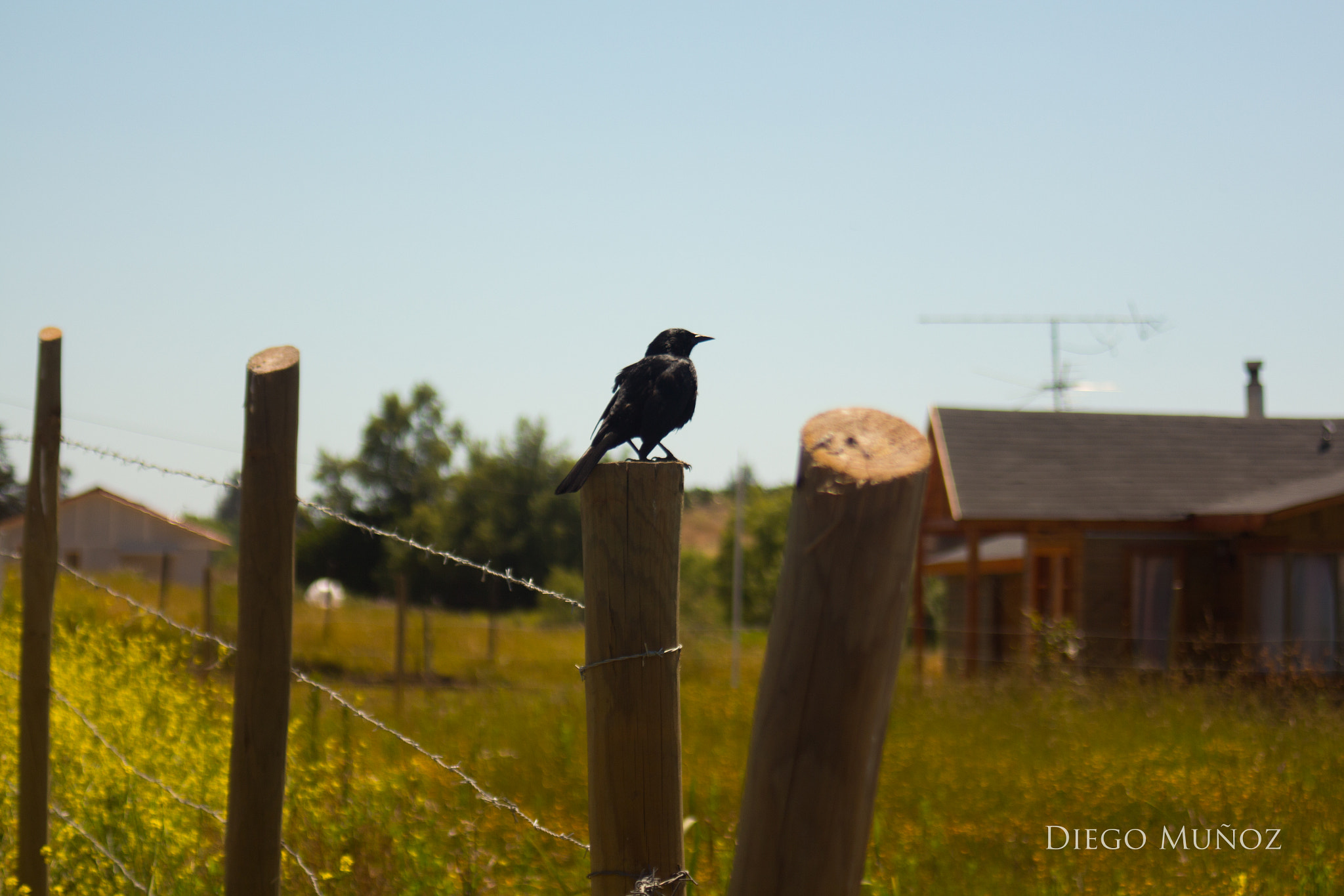 Canon EF 35-80mm f/4-5.6 sample photo. Pájaro photography