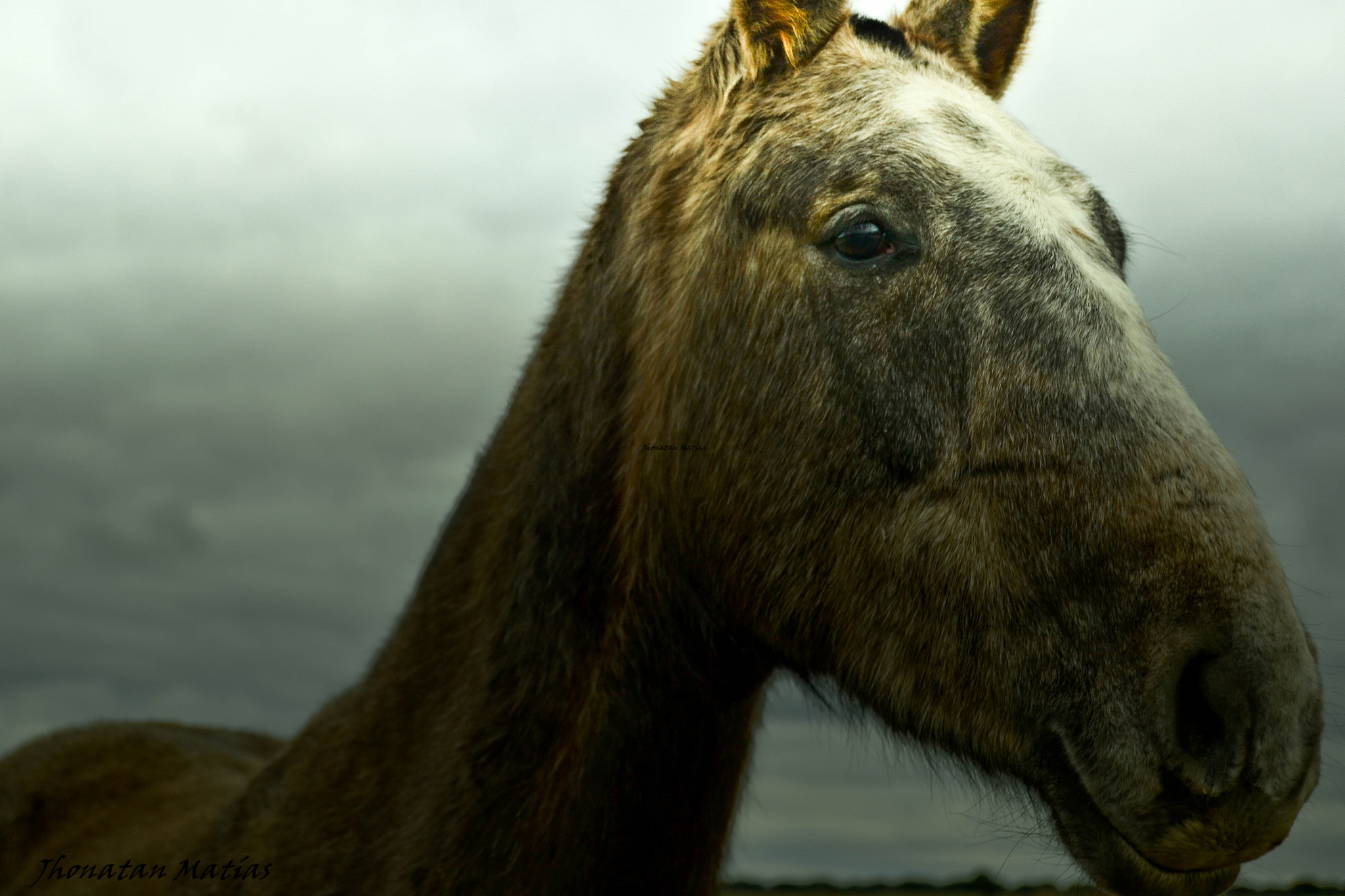 AF Zoom-Nikkor 80-200mm f/4.5-5.6D sample photo. Caballo photography