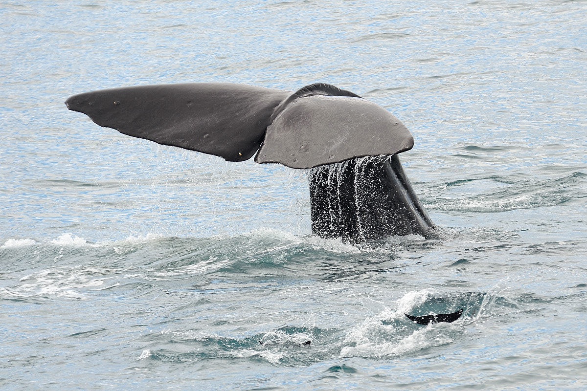 Nikon D700 + Sigma APO 100-300mm F4 EX IF HSM sample photo. Whale dive photography