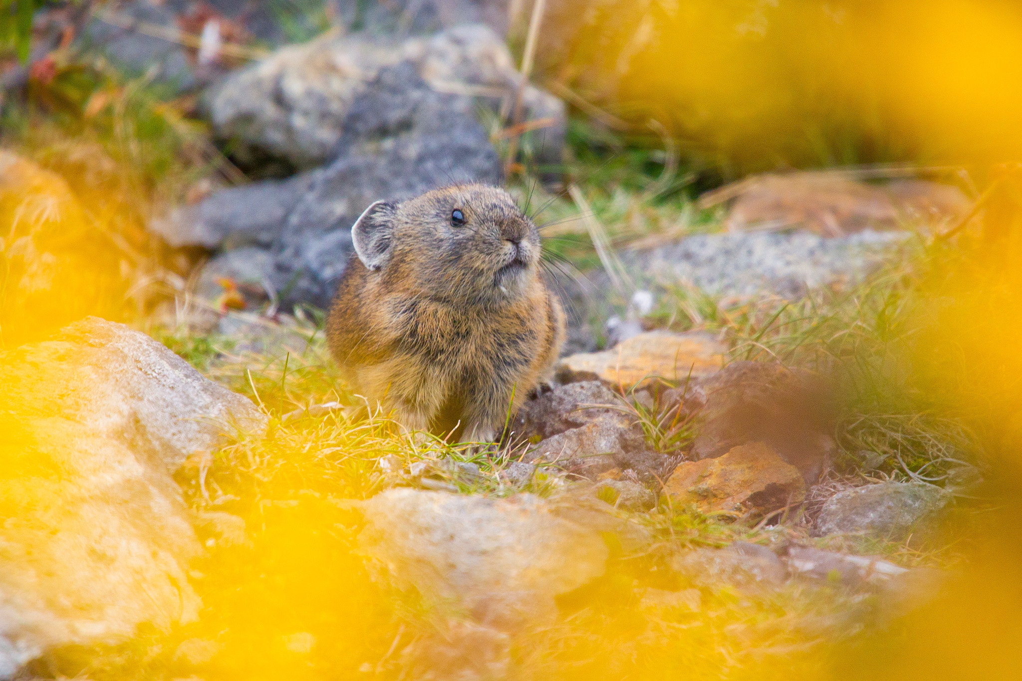 Canon EOS-1D Mark IV sample photo. Pika&autumn leaves photography