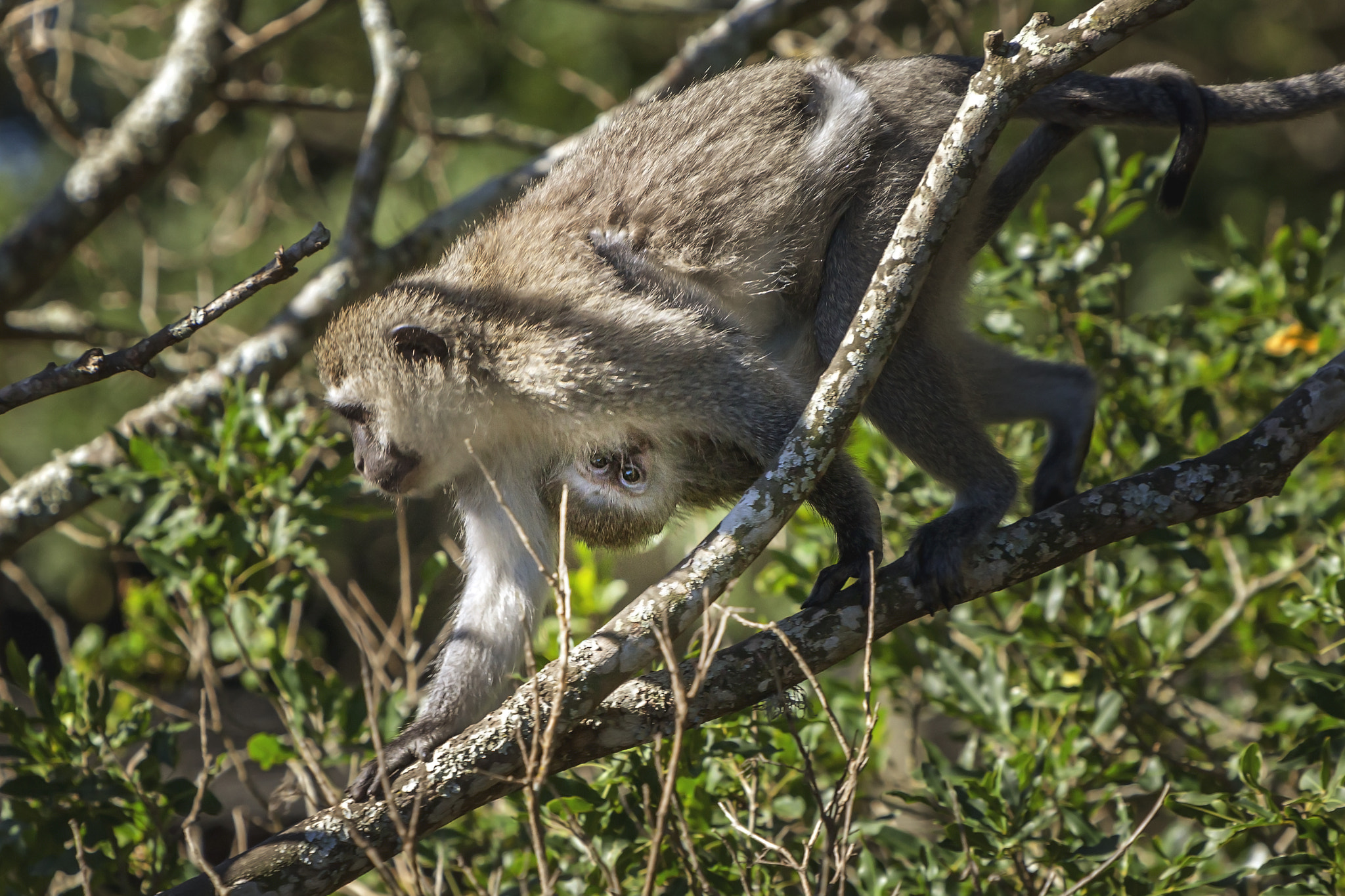 Canon EOS 5D Mark II + Canon EF 70-200mm F2.8L IS USM sample photo. Monkey baby photography