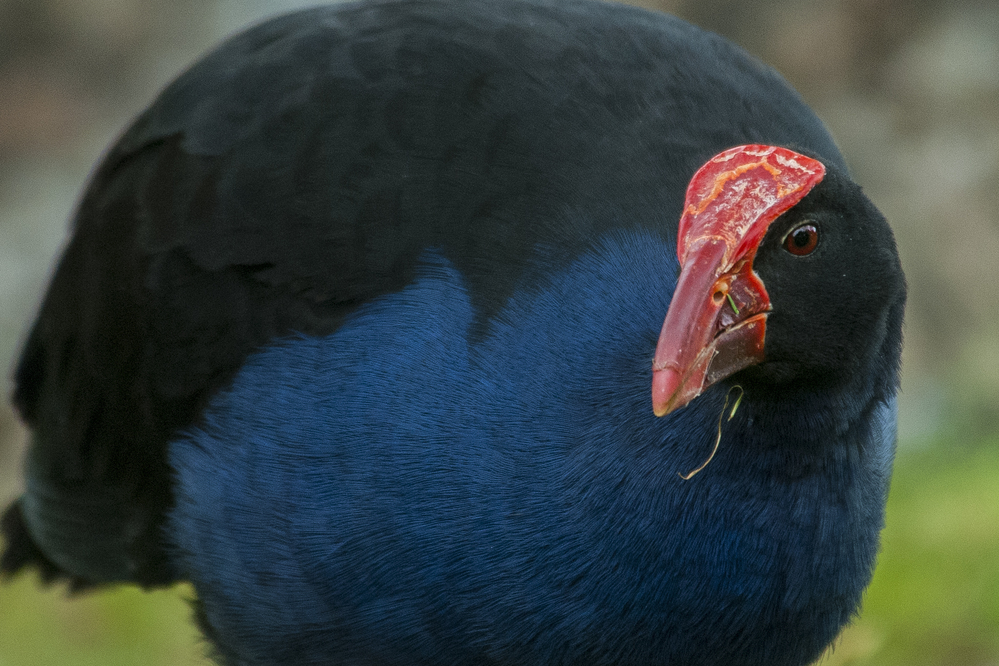 Nikon D200 sample photo. Te pukeko photography