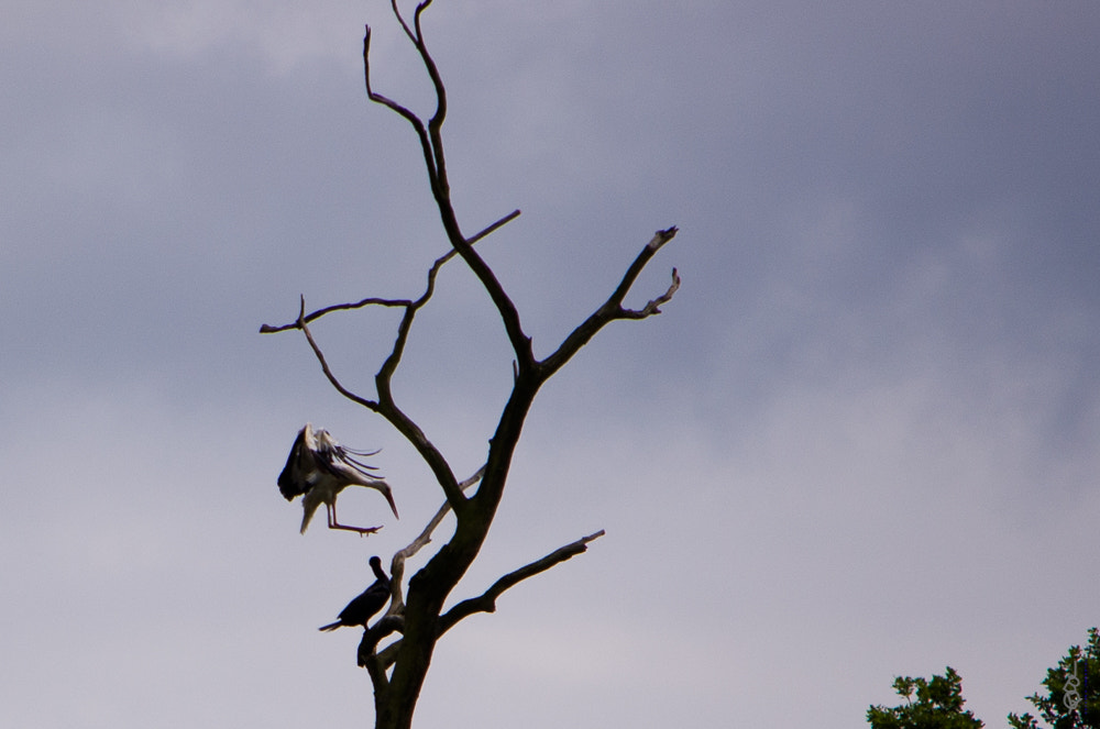 Nikon D40 sample photo. Ready to land photography