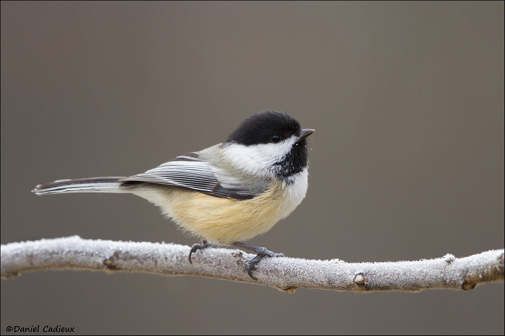Canon EF 500mm F4L IS II USM sample photo. Black-capped chickadee photography
