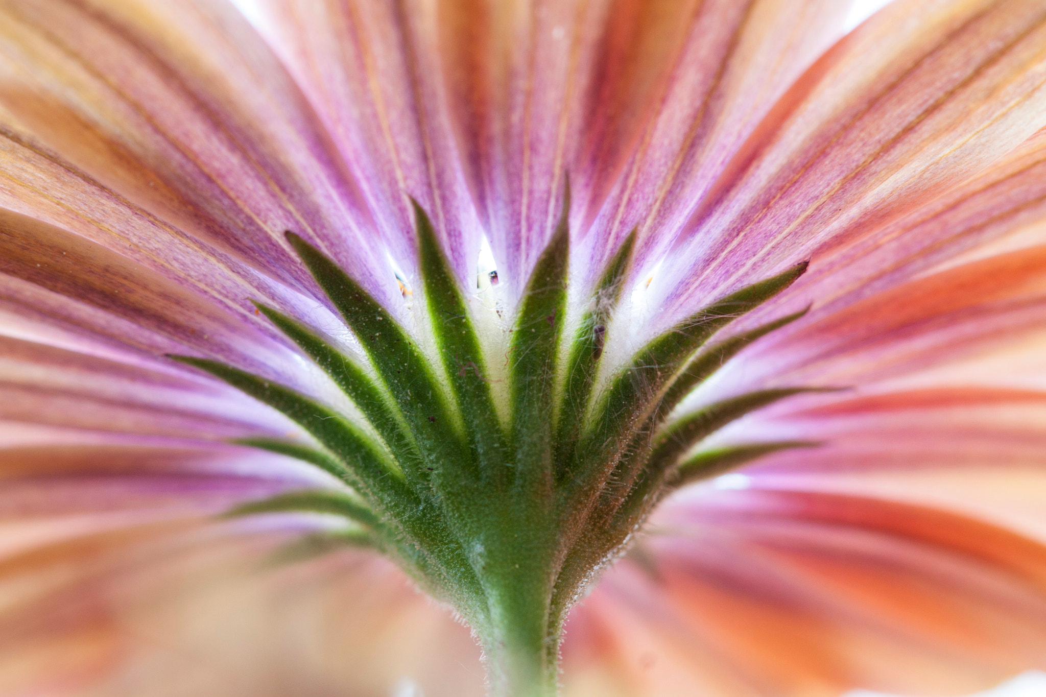 Canon EOS 50D + Canon EF 100mm F2.8 Macro USM sample photo. Flowerpower photography